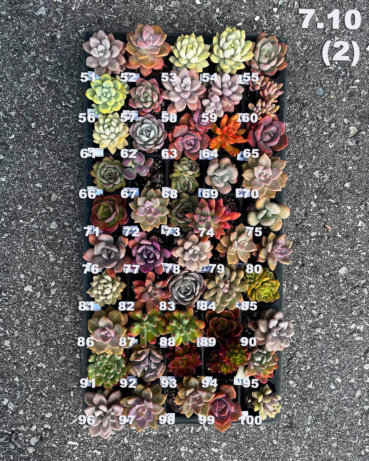 07.10 (1)(2) Baby/Small Local Succulents (1-100) - Image 2