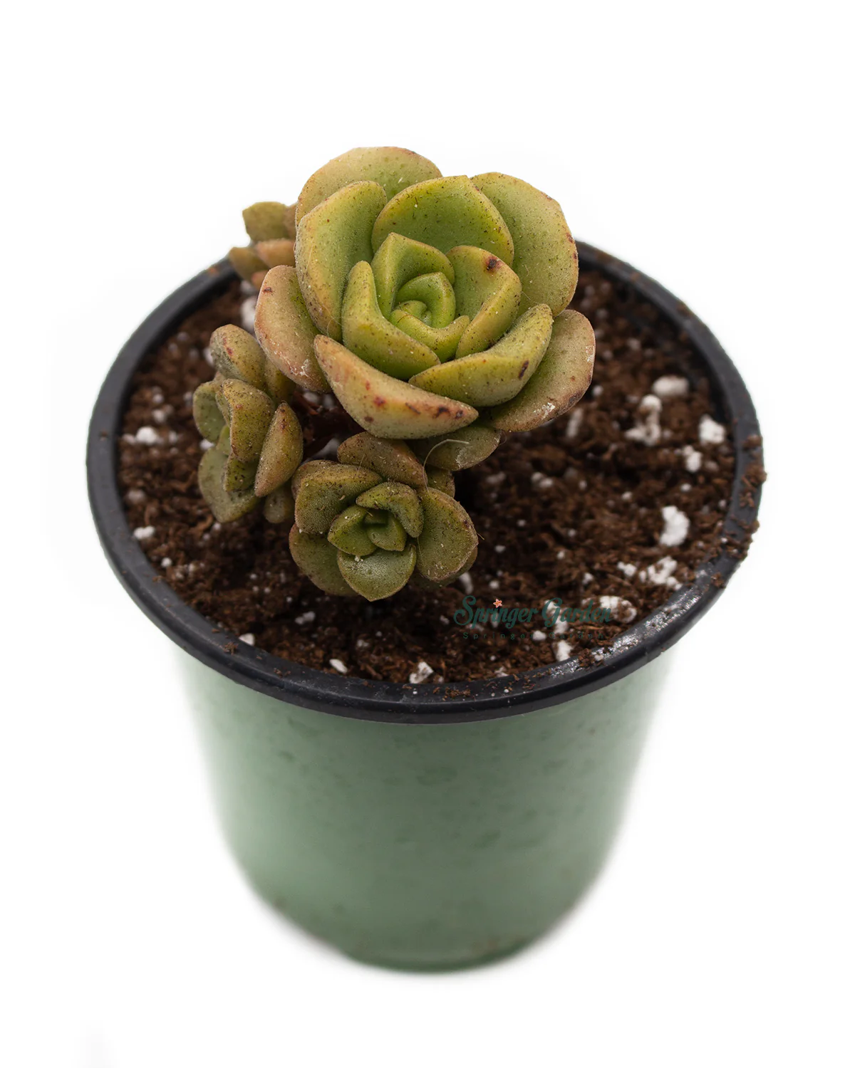 Aeonium LilyPad - Image 2