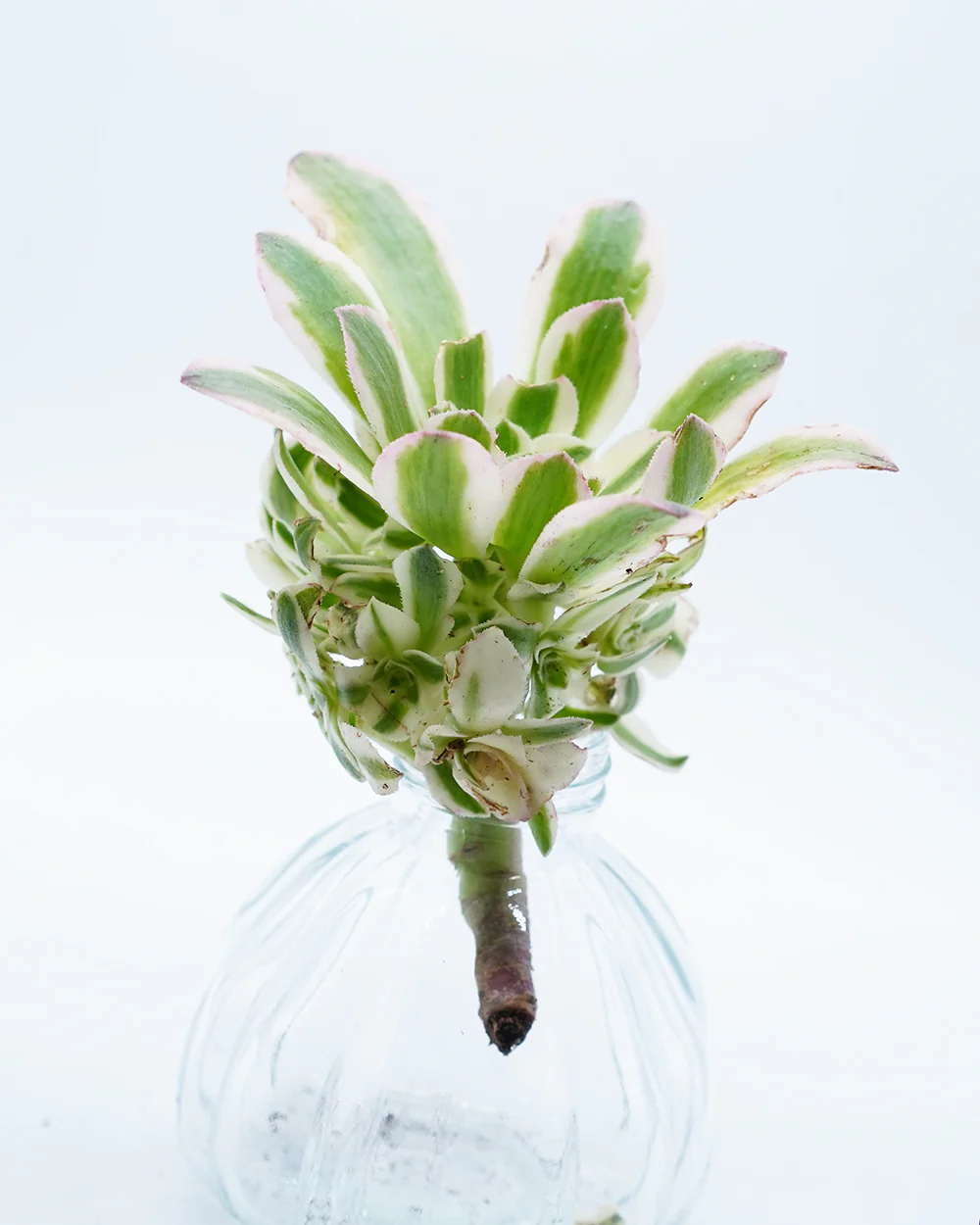 Aeonium Maybach - Image 2
