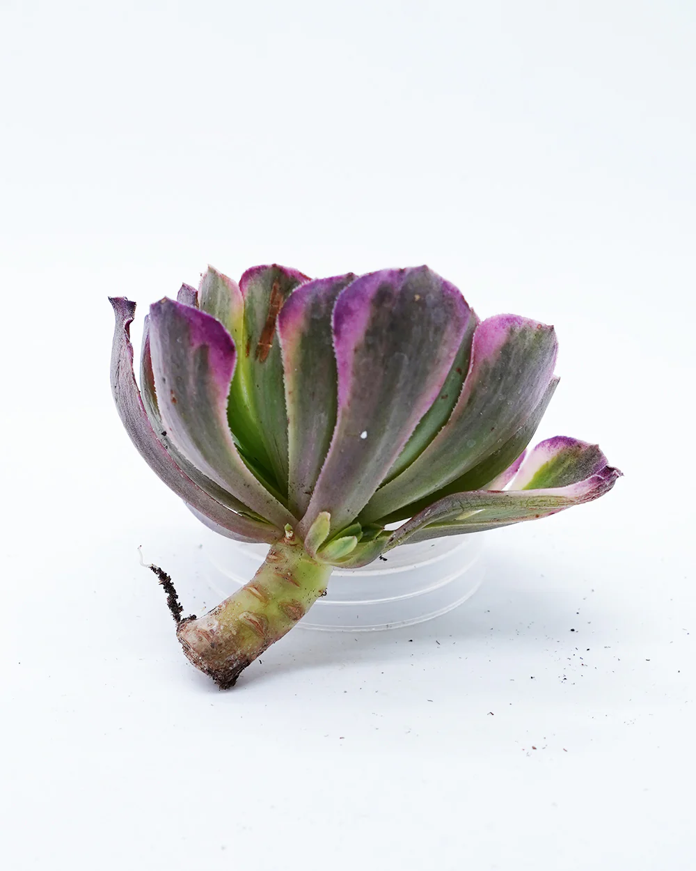 Aeonium Morning Glow - Image 2