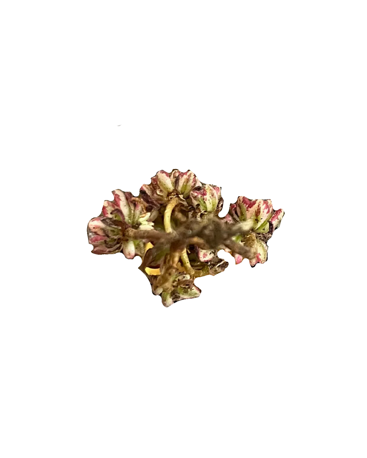 Aeonium Sedifolium var. - Image 2