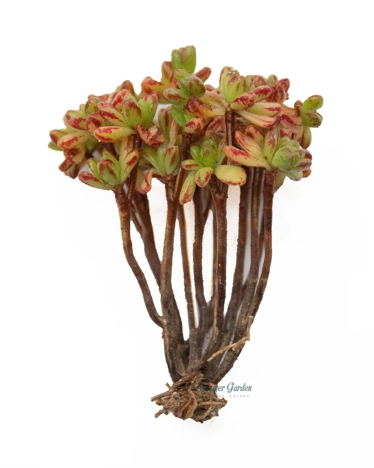 Aeonium Sedifolius - Image 2