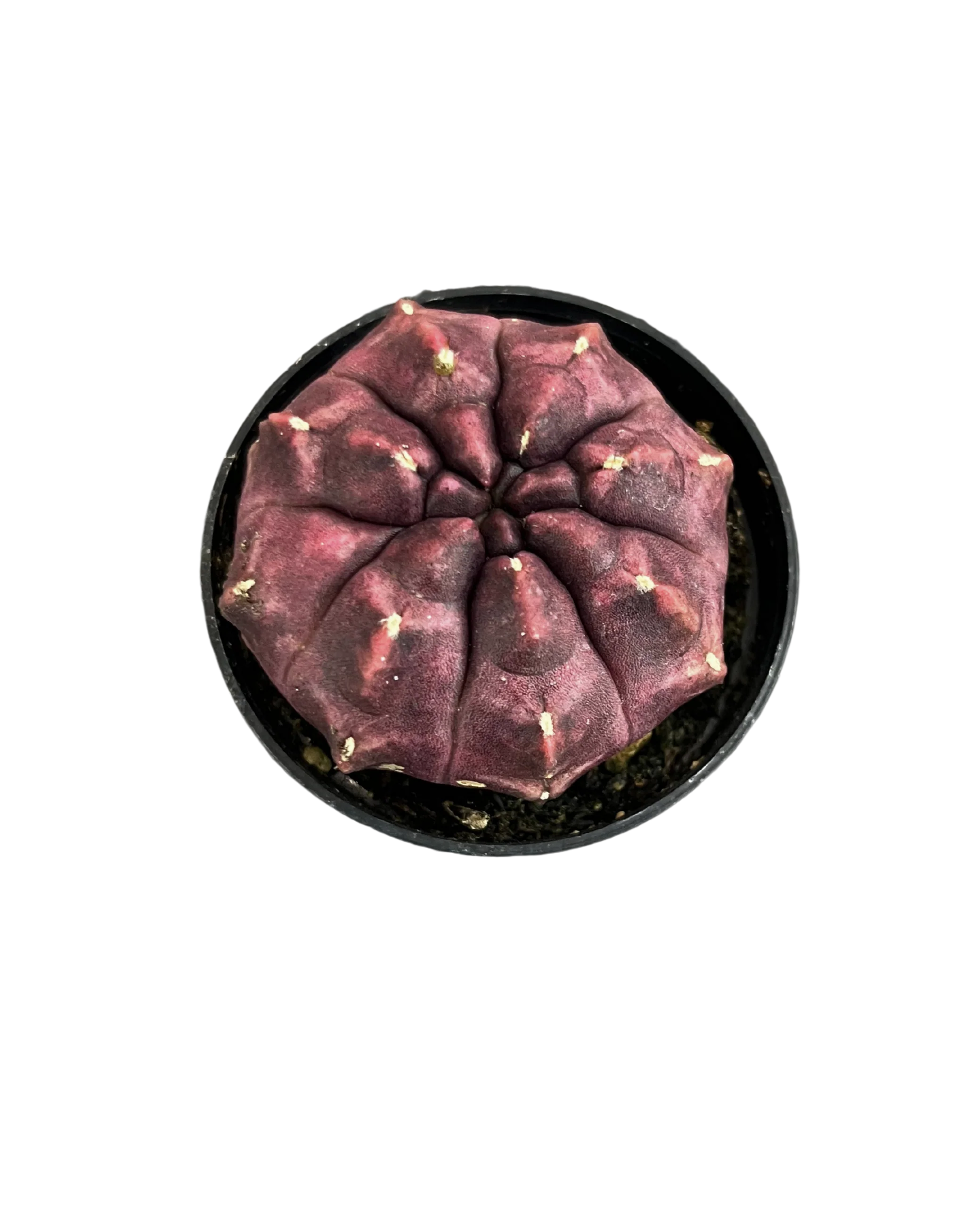Gymnocalycium Mihanovichii Var - Cactus - Image 4