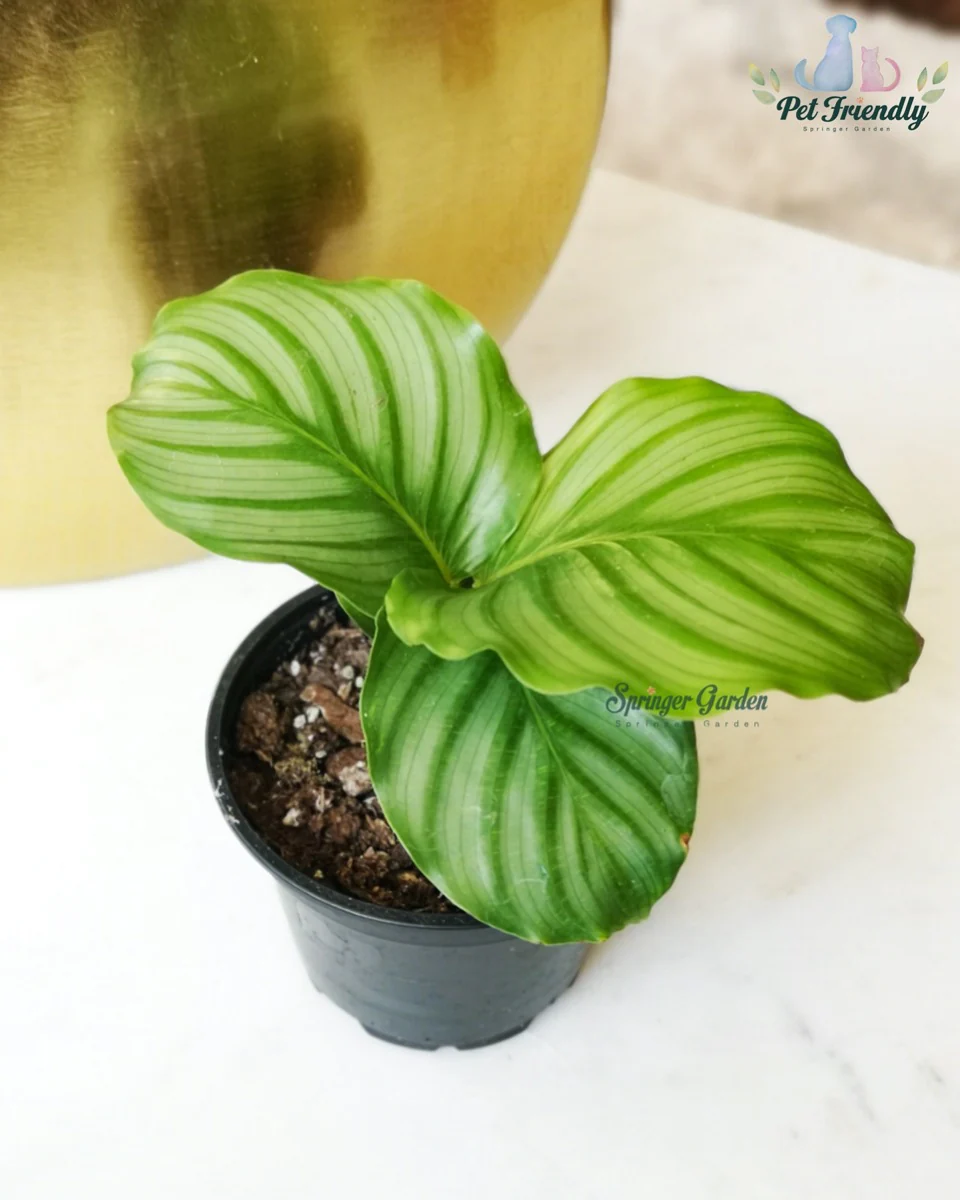 Calathea Orbifolia - Image 3