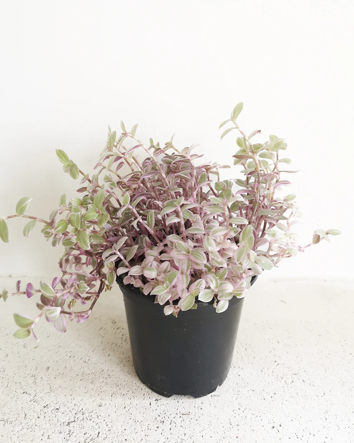 Callisia Repens 'Pink Lady'