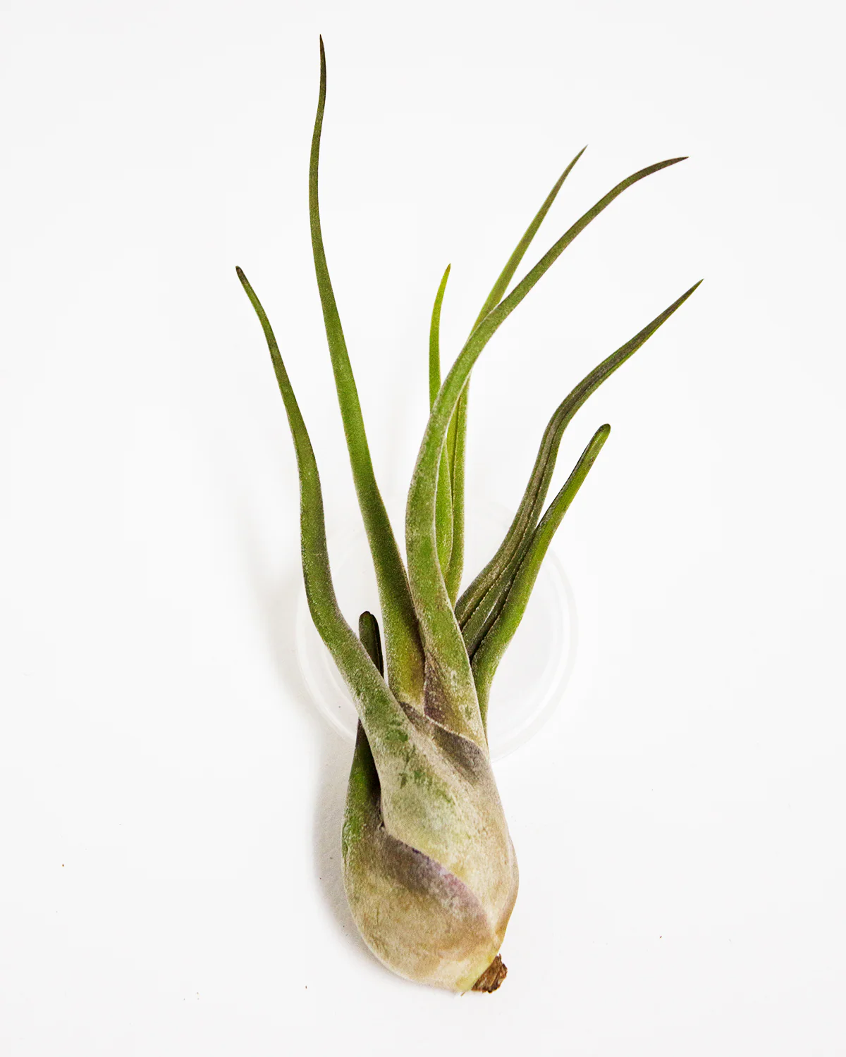 Caput Medusae Air Plant - Image 2