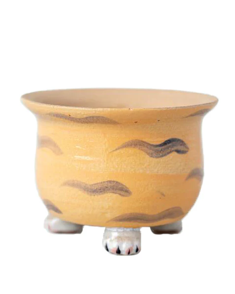 Cat Paw Ginger - Image 5