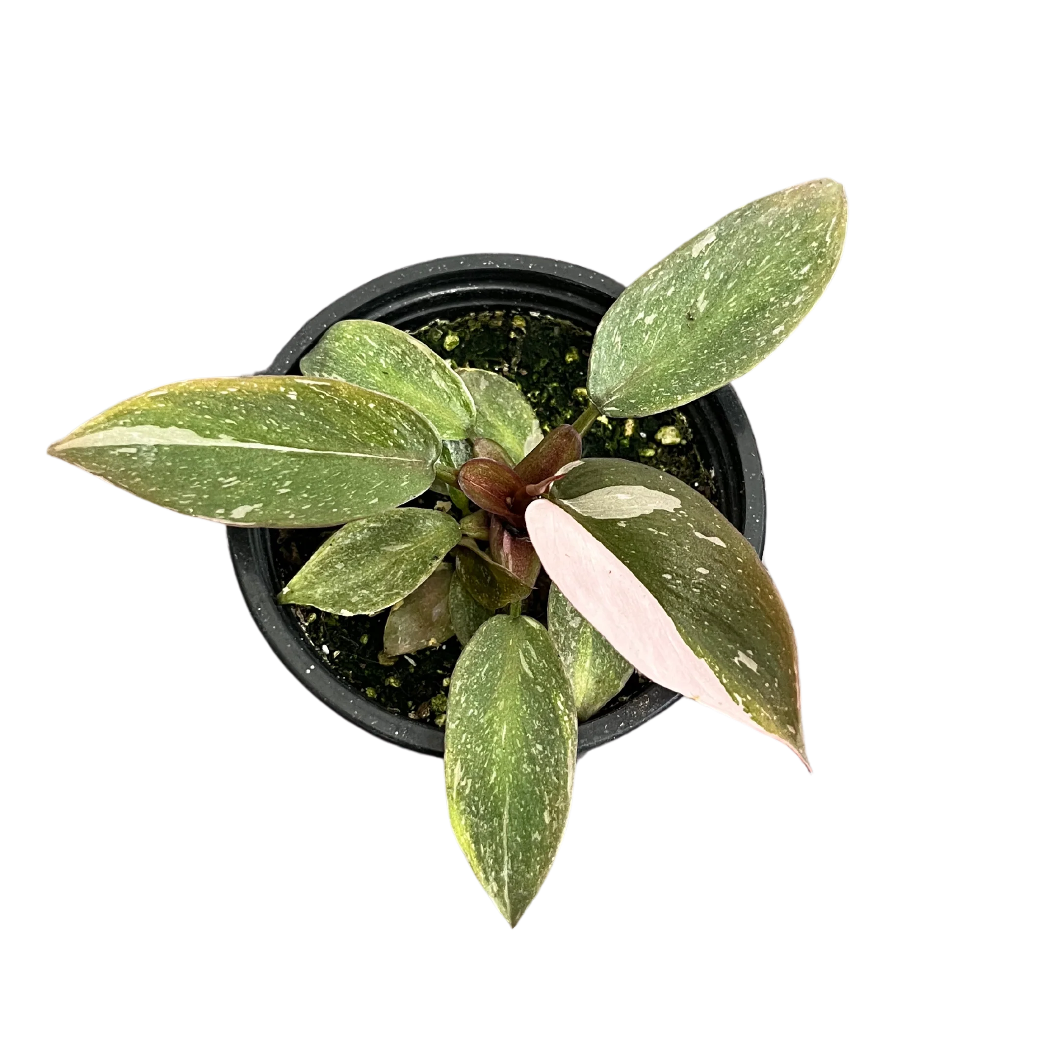 Philodendron Pink Princess - Image 2