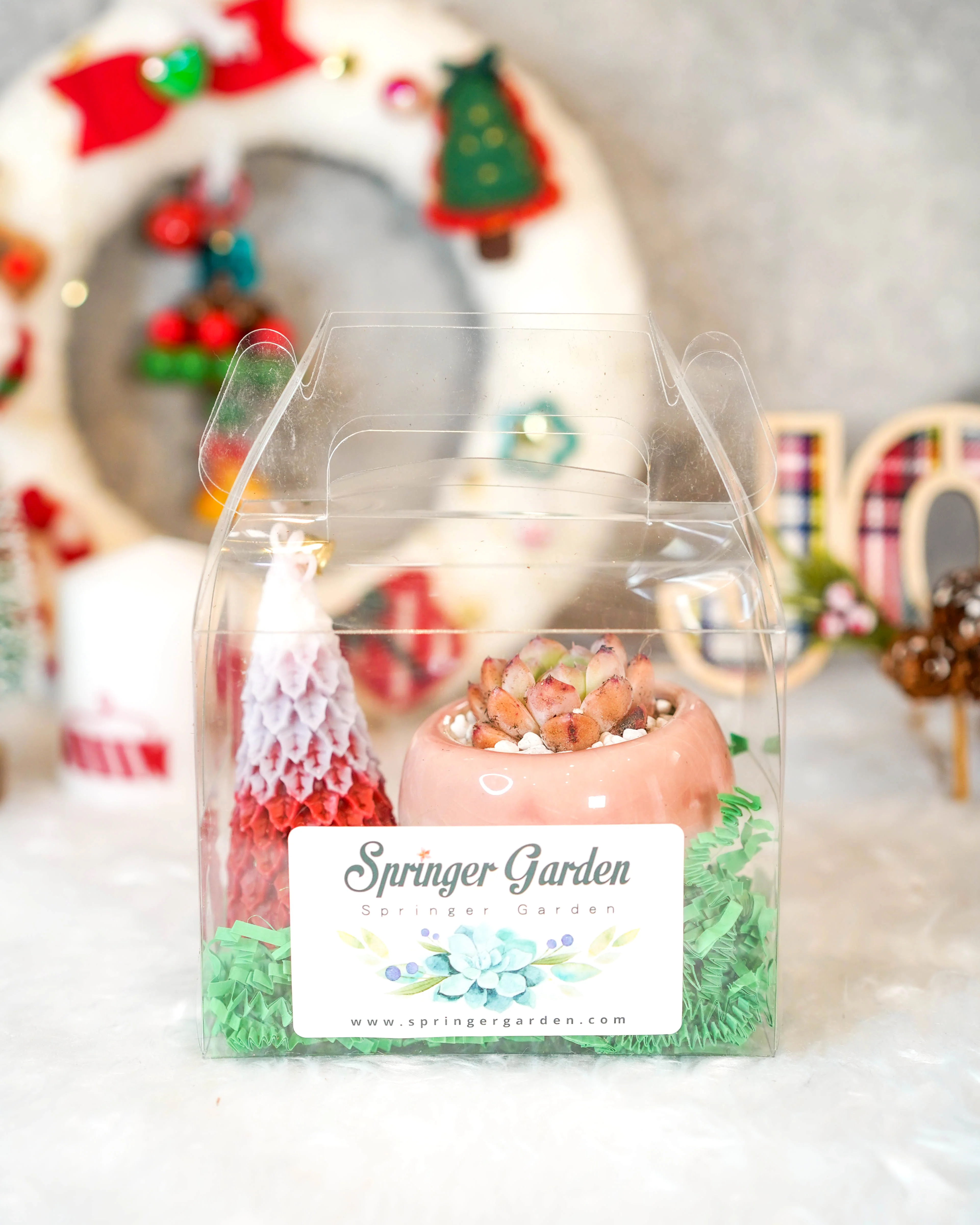 "Mushroom" Korean Succulent Gift Box - Image 5