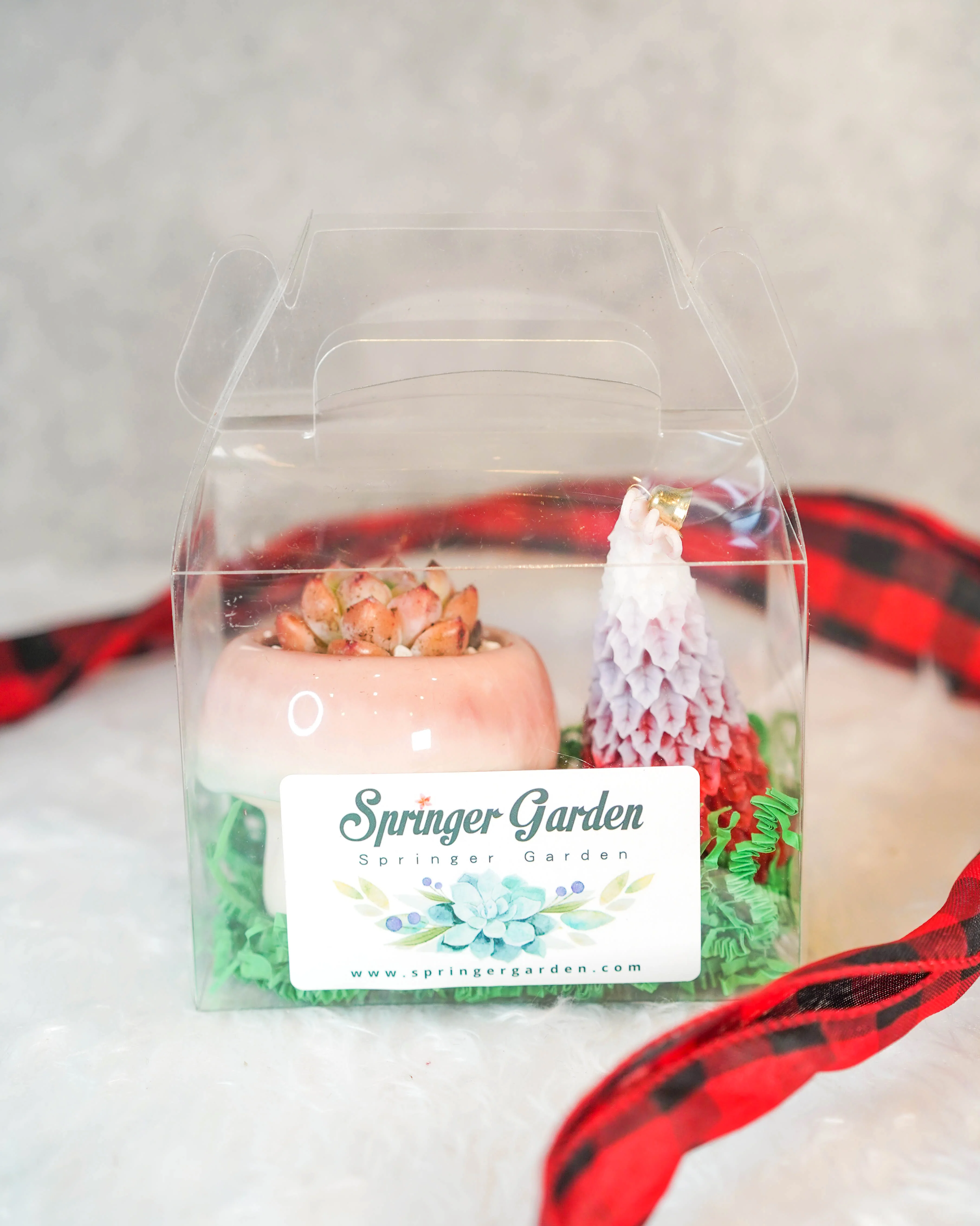 "Mushroom" Korean Succulent Gift Box - Image 6