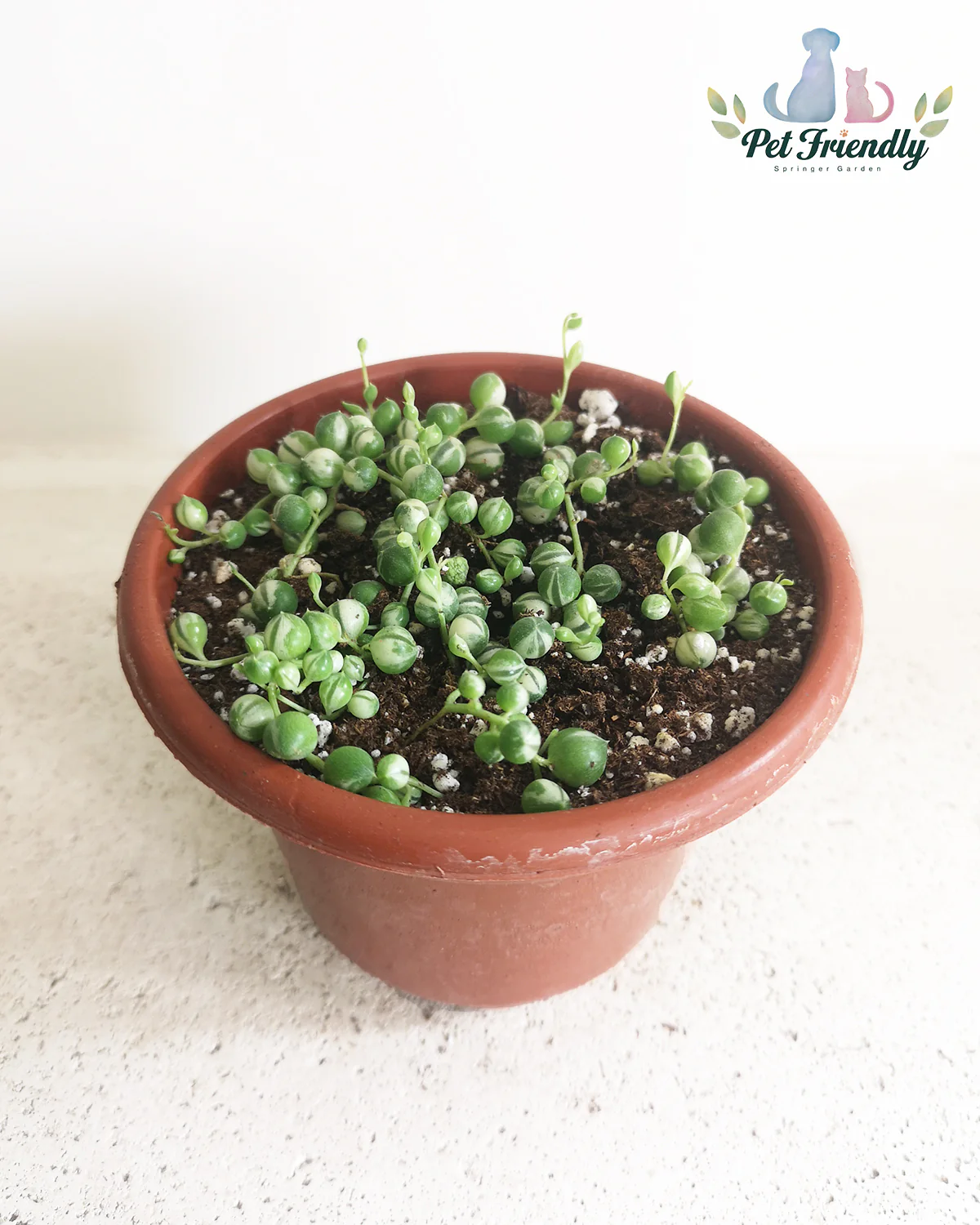 String of Pearls Variegated - Image 2