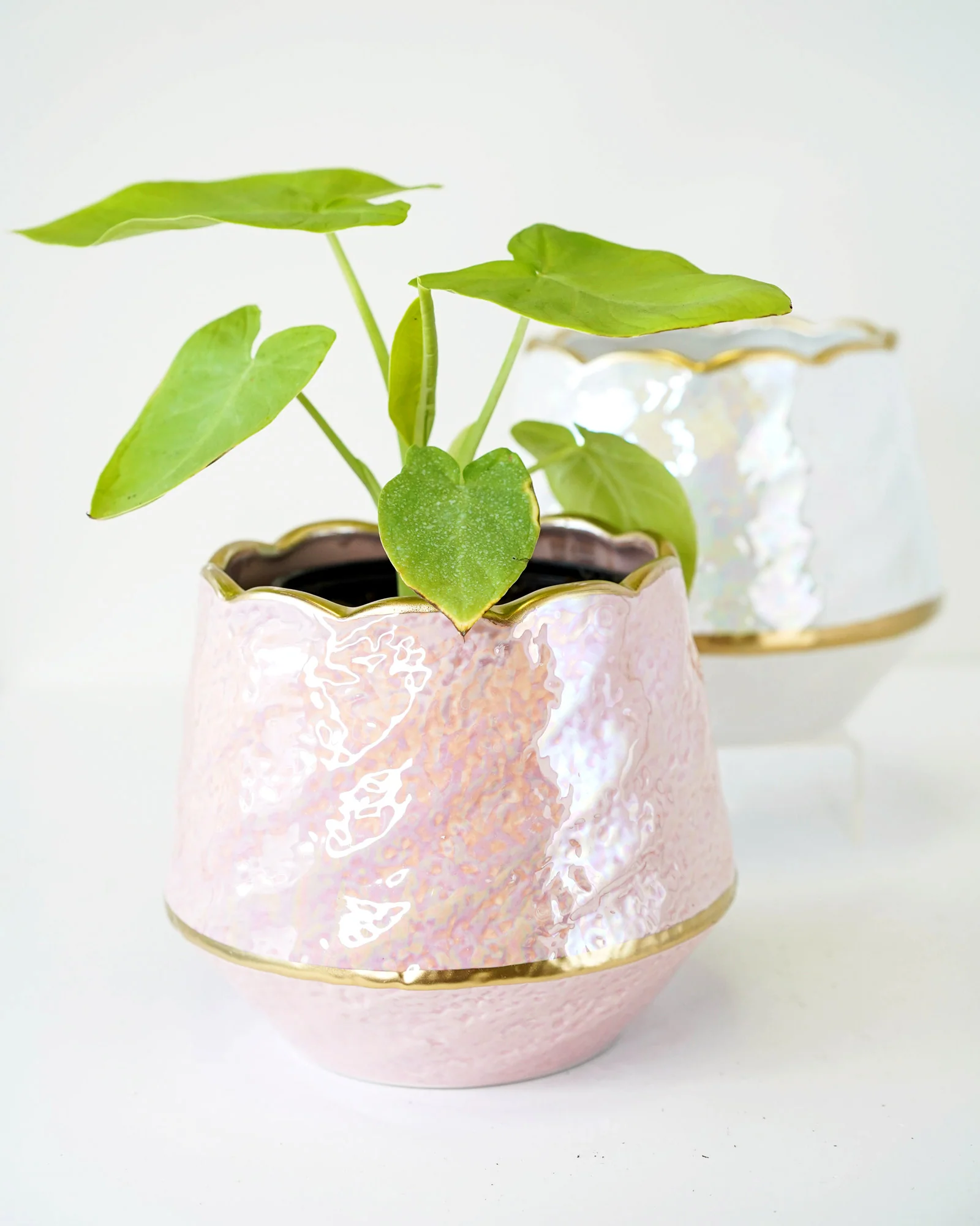 Pearl Glazed Spiral - Image 2
