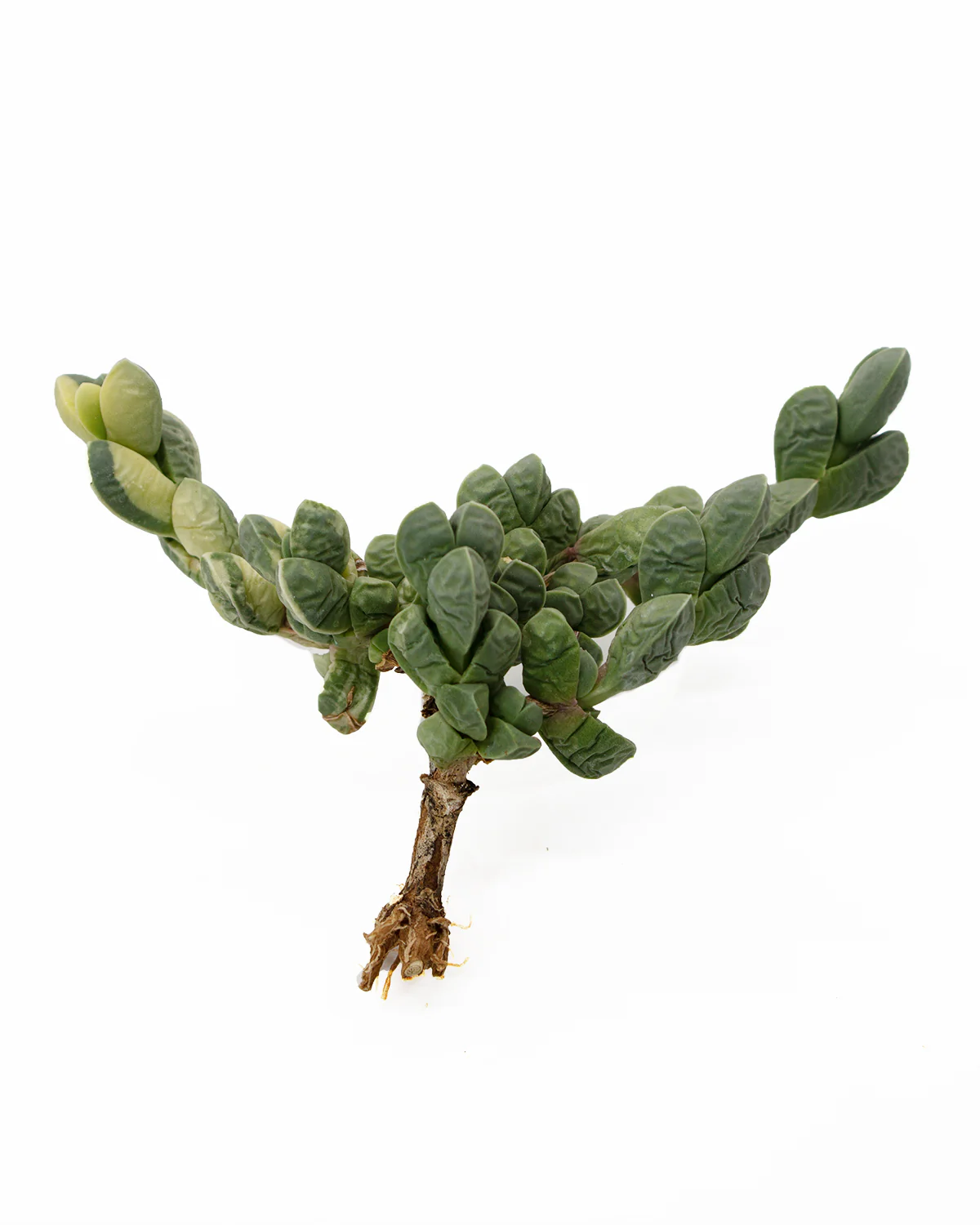Astrida Velutina var. - Image 4
