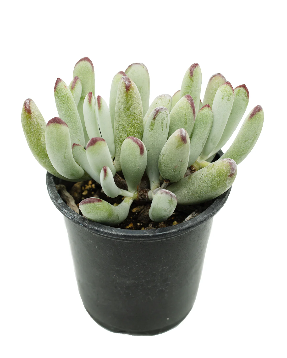 Cotyledon Orbiculata var. Dinteri - Image 2