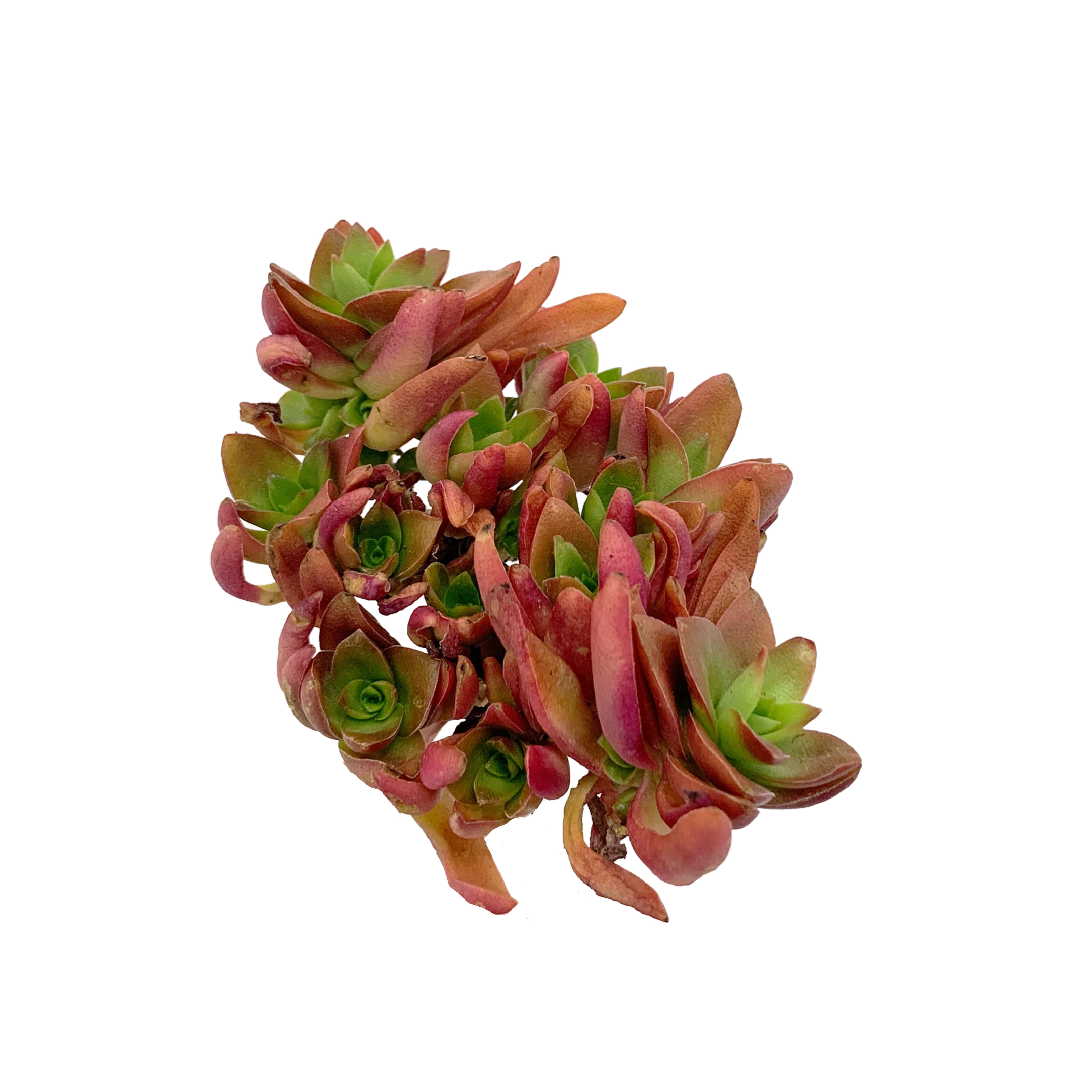 Crassula Capitella Campfire - Image 3