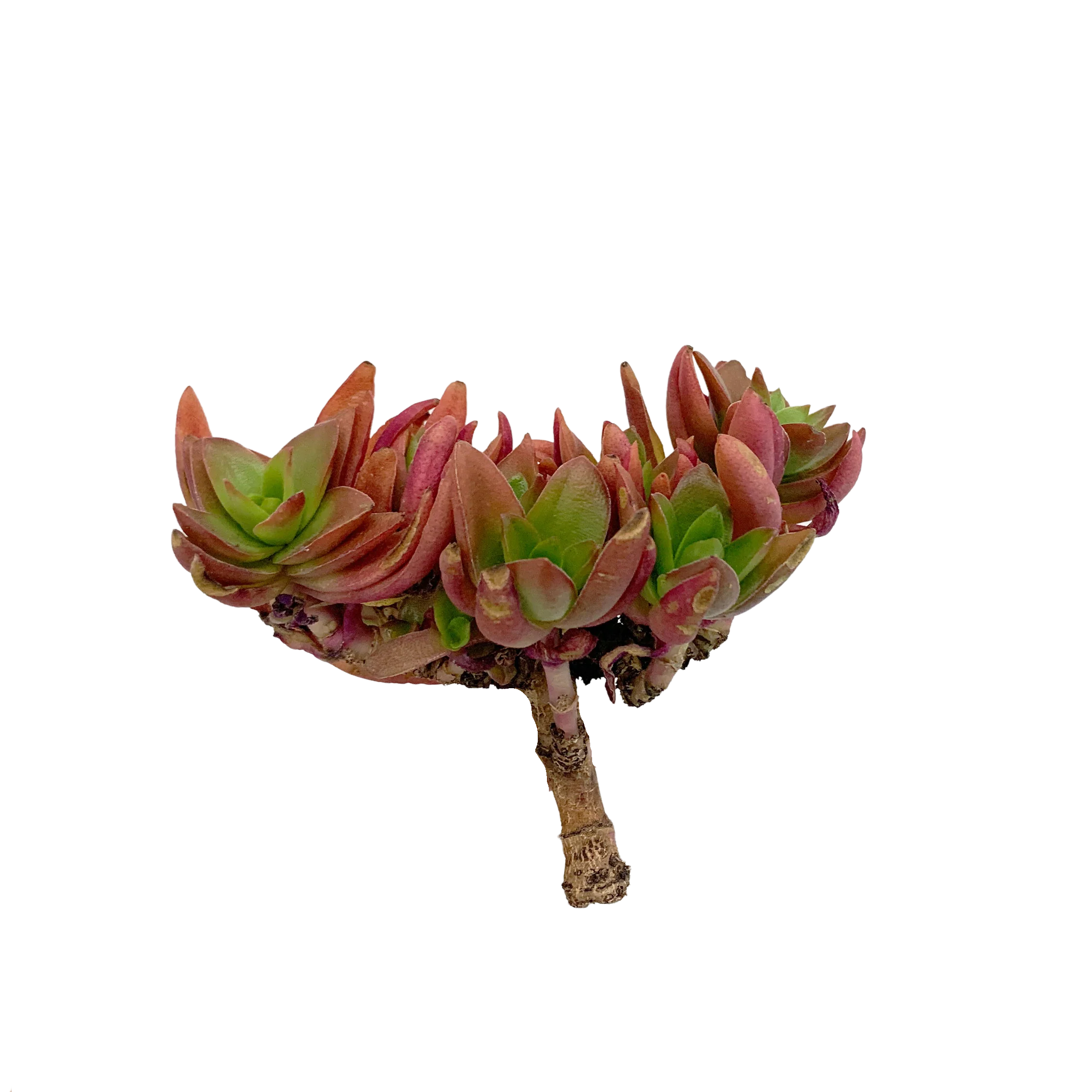 Crassula Capitella Campfire - Image 4