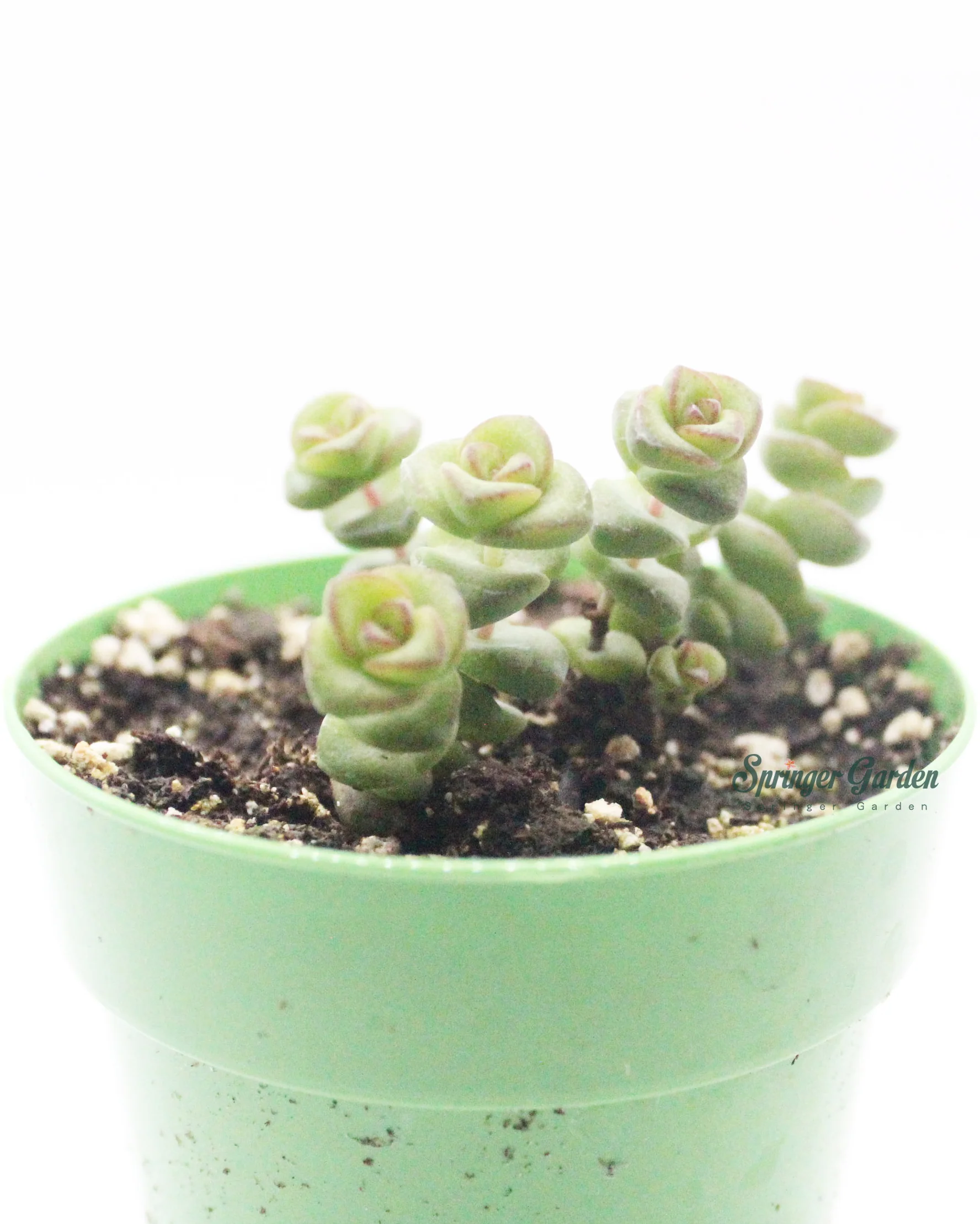 Crassula Marnieriana Jade Necklace - Image 2