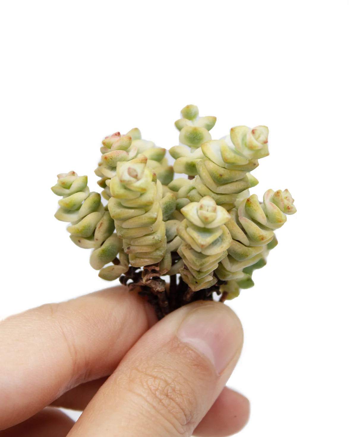 Crassula Perforate var. - Image 2