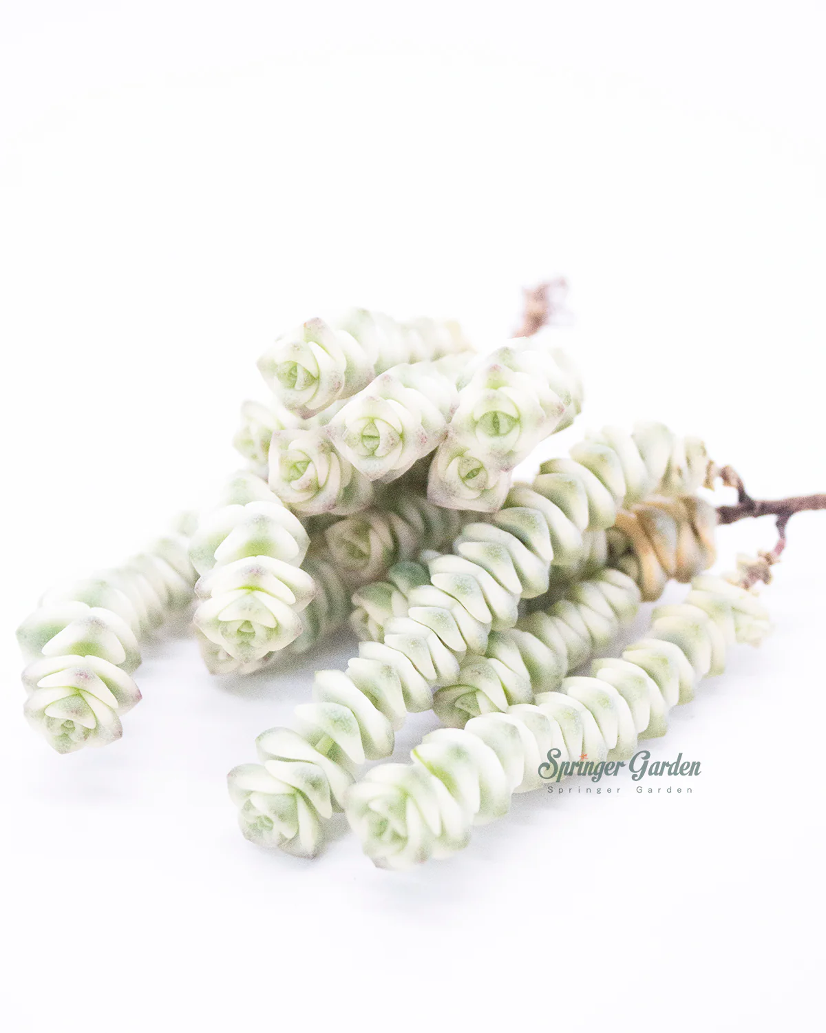Crassula Perforate var. - Image 3