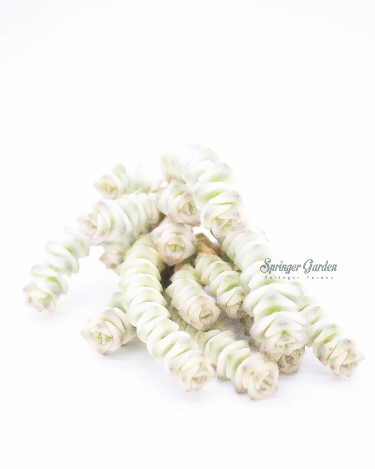 Crassula Perforate var. - Image 4