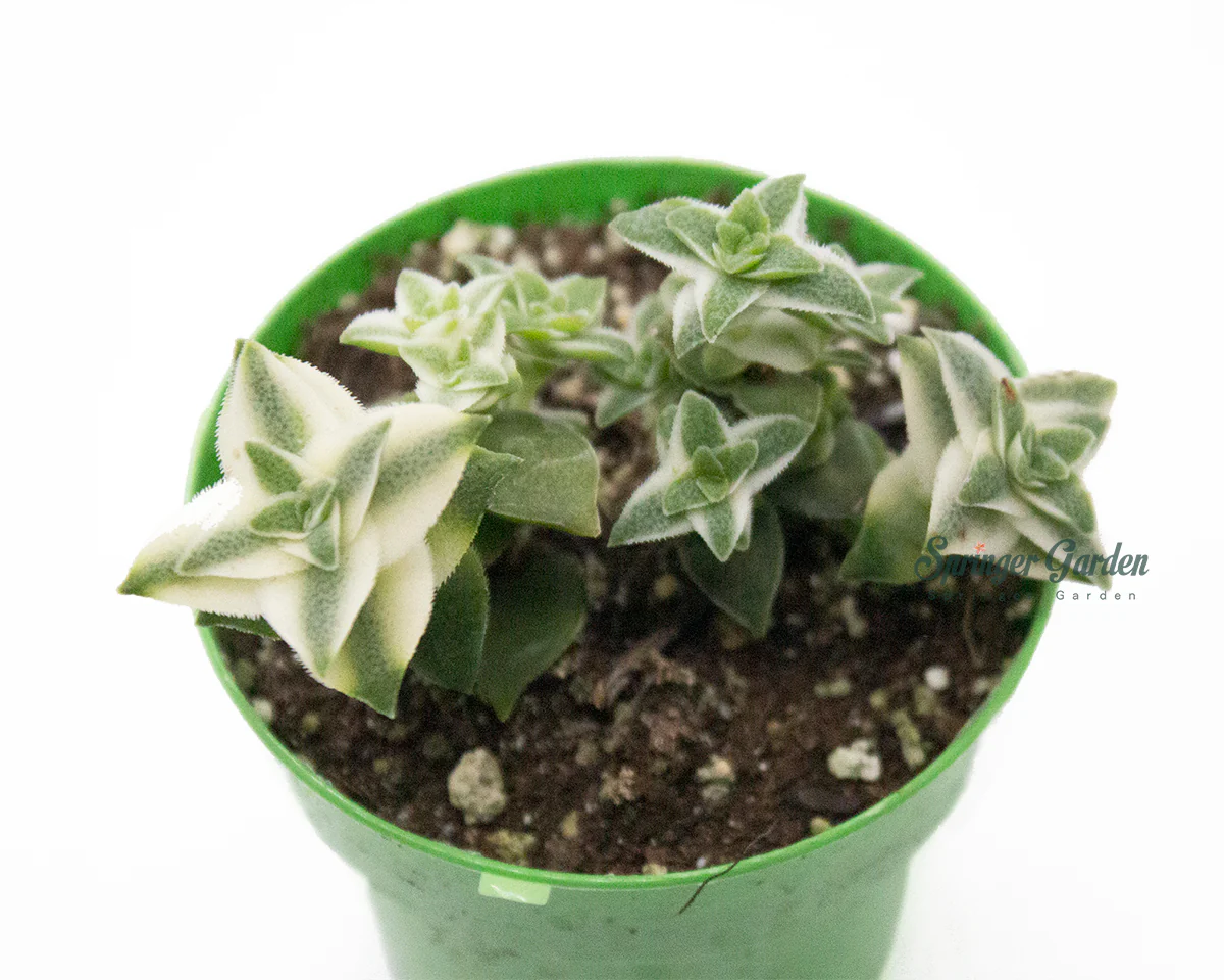 Crassula Perforata var. Variegata - Image 2