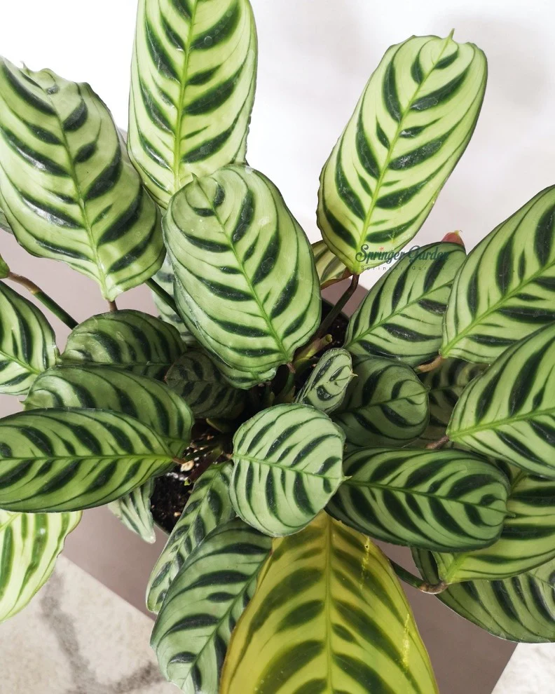 Ctenanthe Burle-Marxii - Image 3