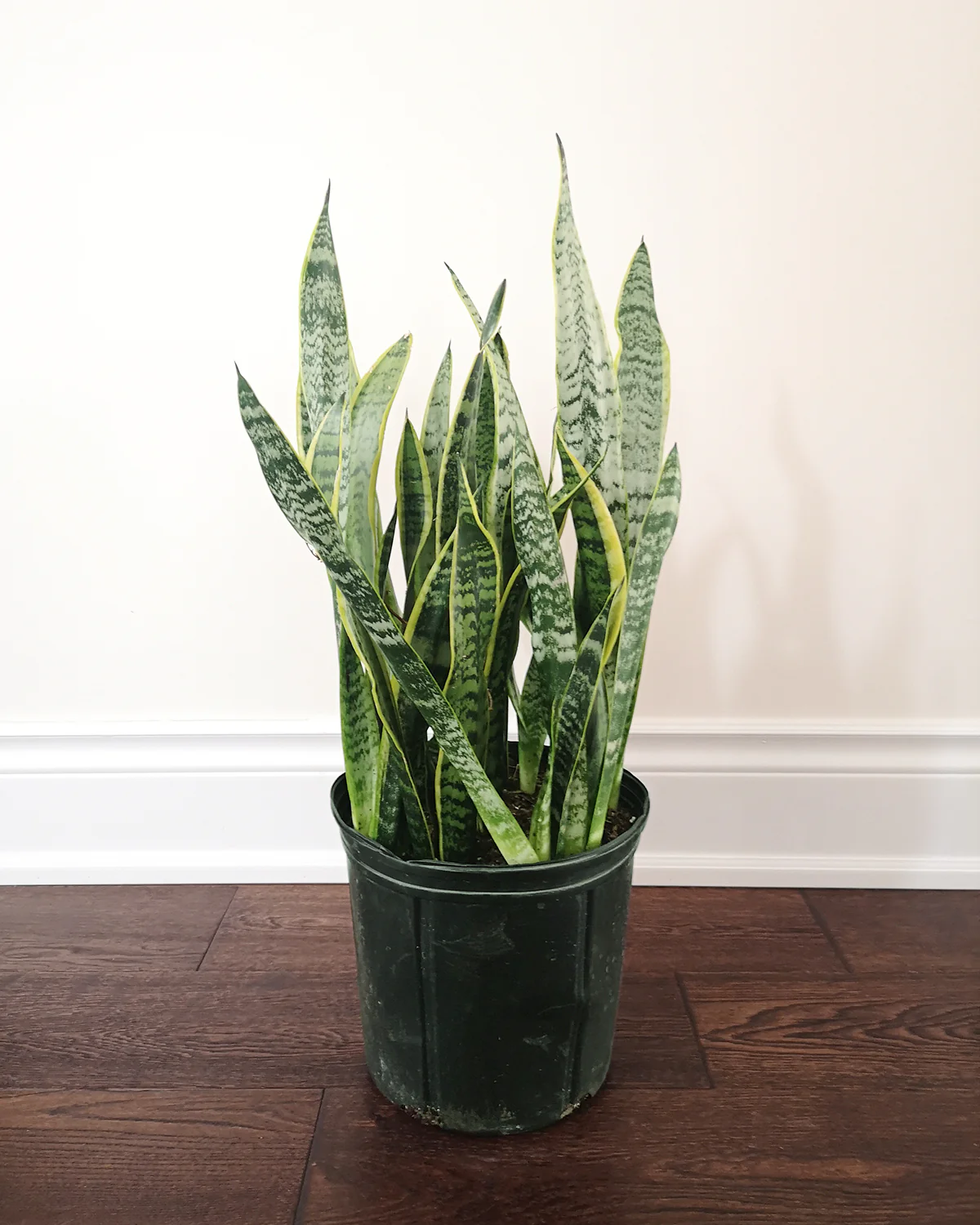 Sansevieria Laurentii - Image 2