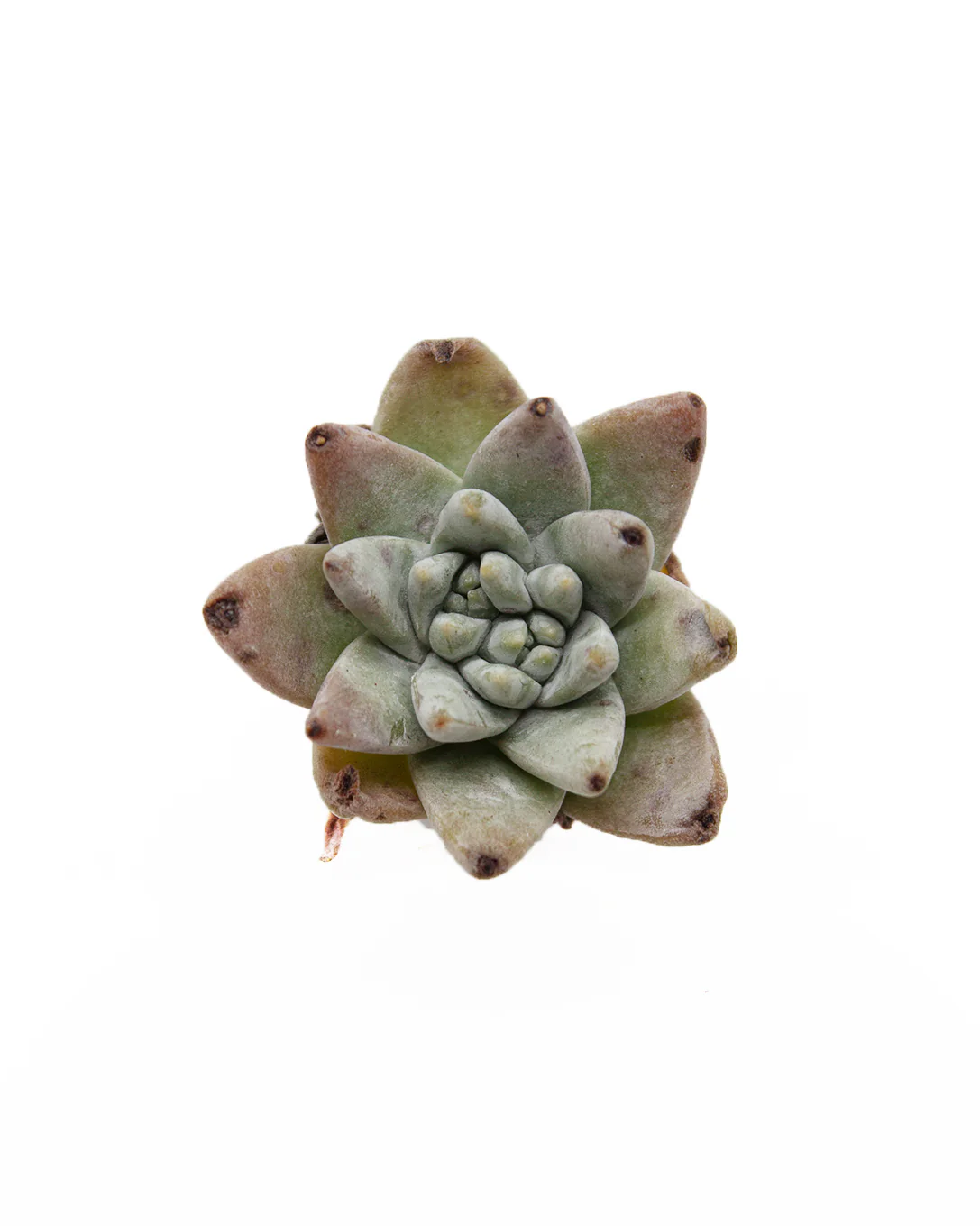 Dudleya Gnoma - Image 3