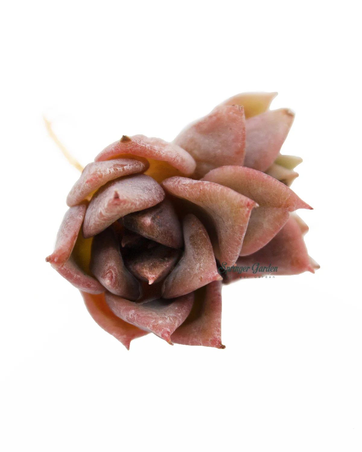 Echeveria A Pink - Image 2