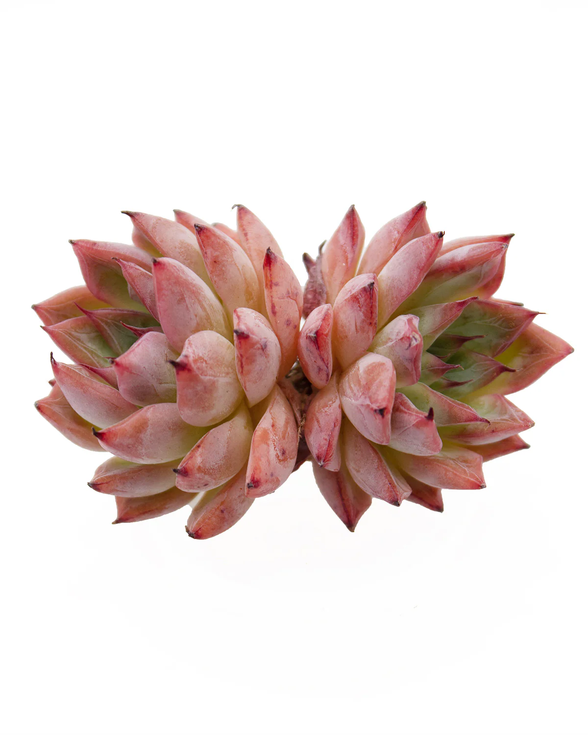Echeveria Agavoides Black Swan - Image 2
