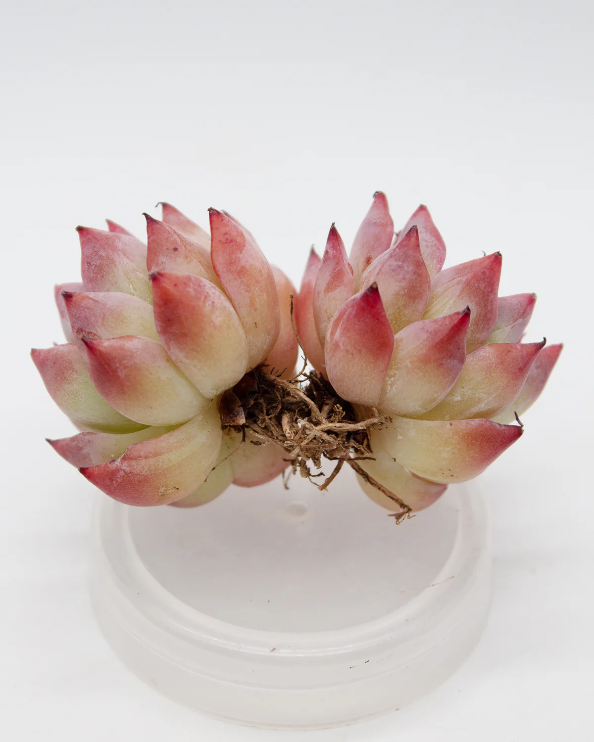 Echeveria Agavoides Black Swan - Image 3