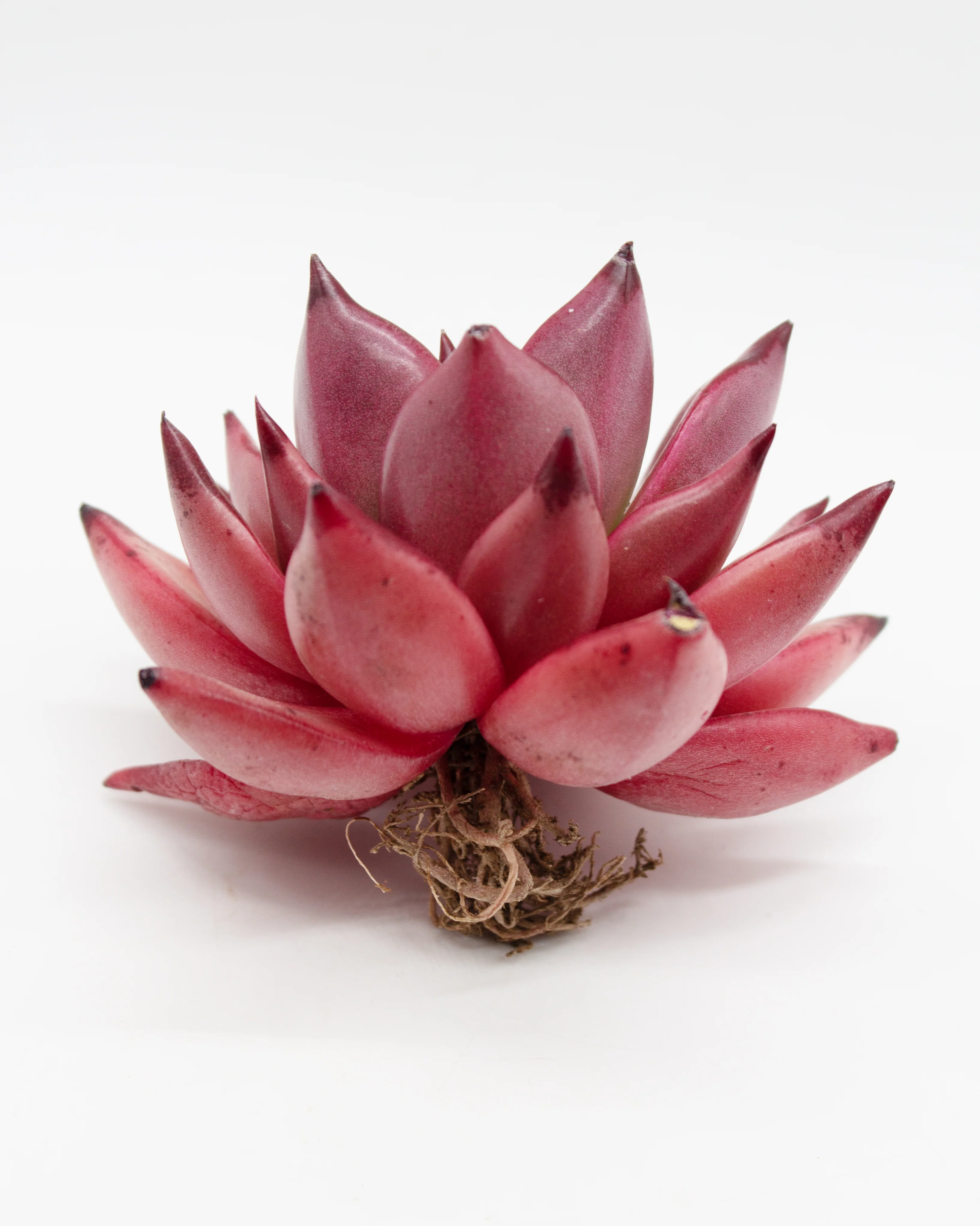 Echeveria Agavoides Ebony Red - Image 2