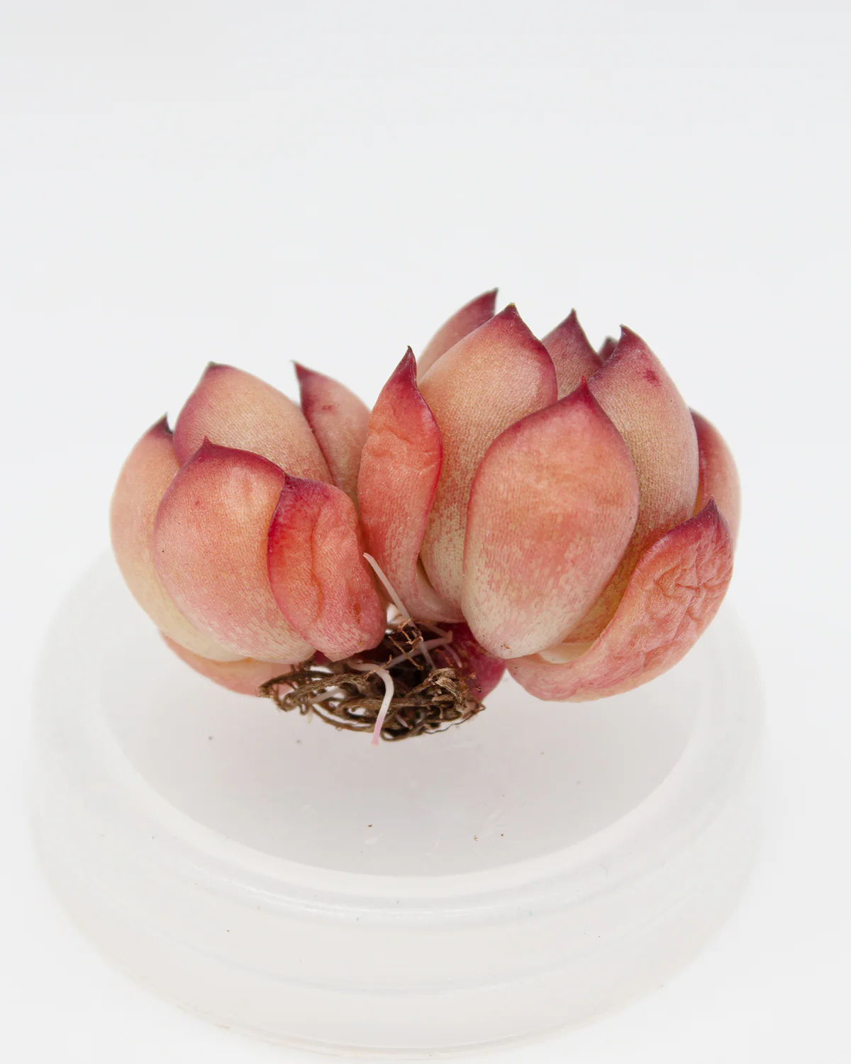 Echeveria Agavoides Polarpid - Image 2