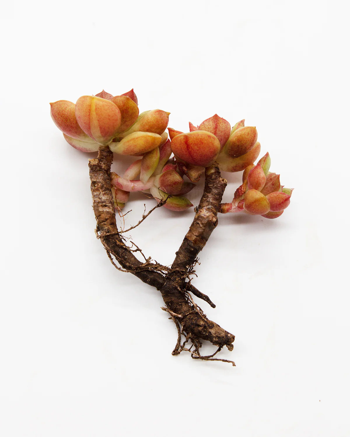 Echeveria Agnes Rose - Image 3