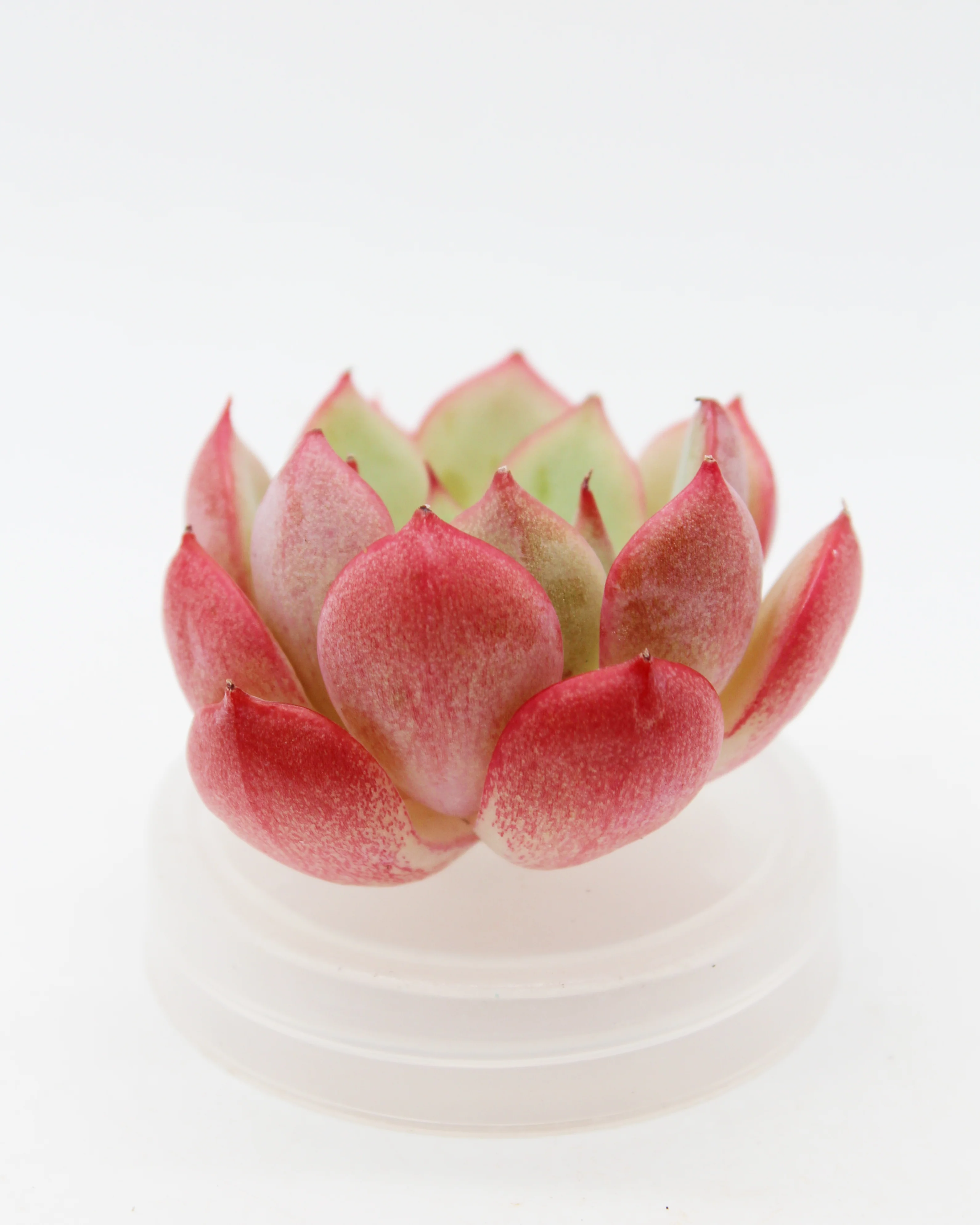 Echeveria Agyness Bean - Image 2