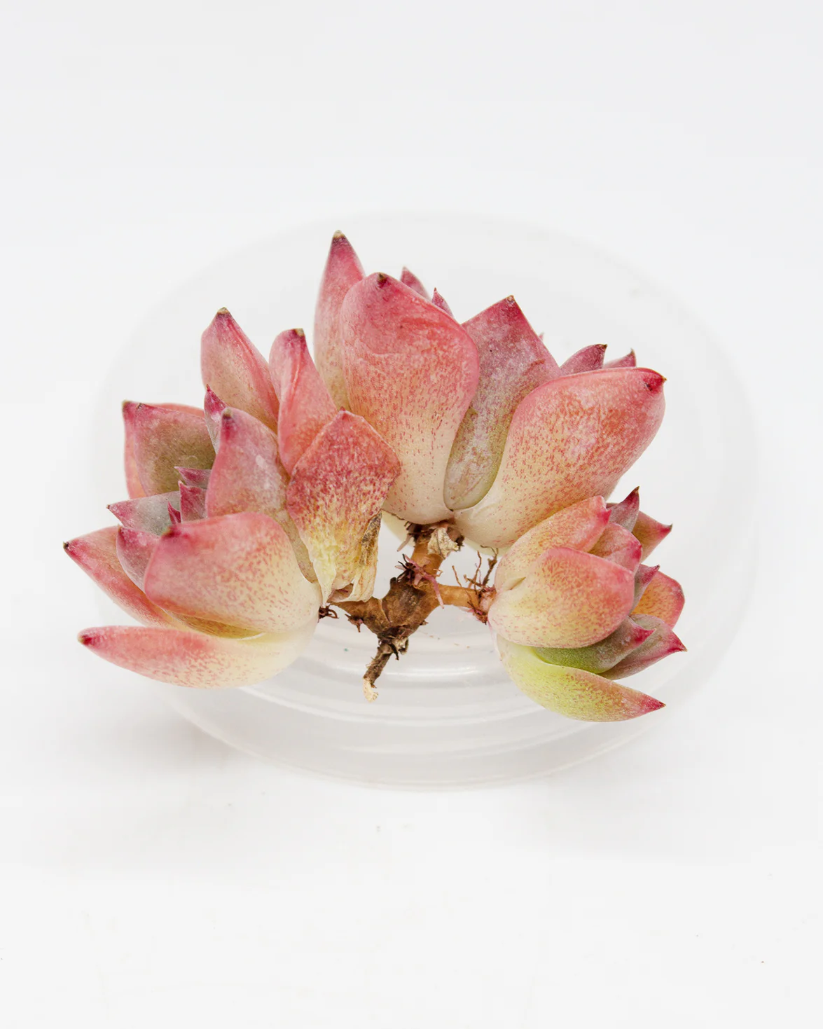Echeveria AK Maria - Image 2