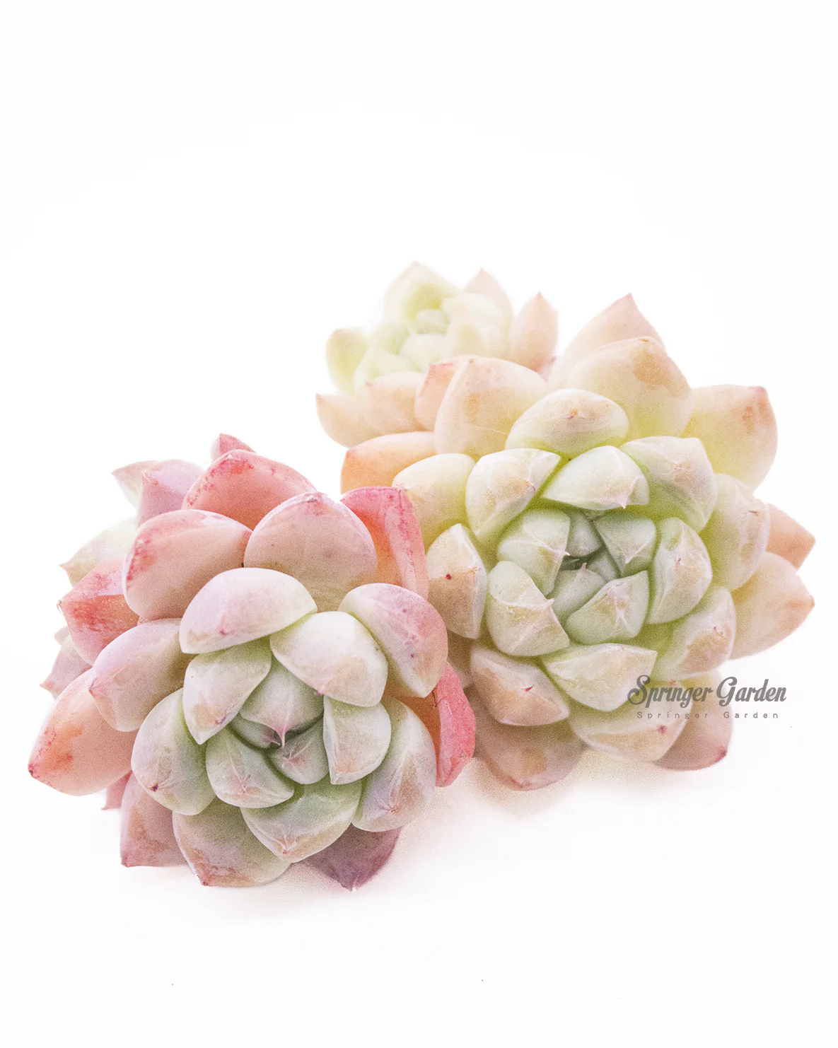 Echeveria Alba beauty - Image 3