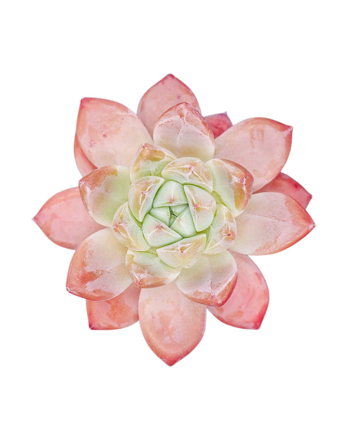 Echeveria Alba beauty - Image 4
