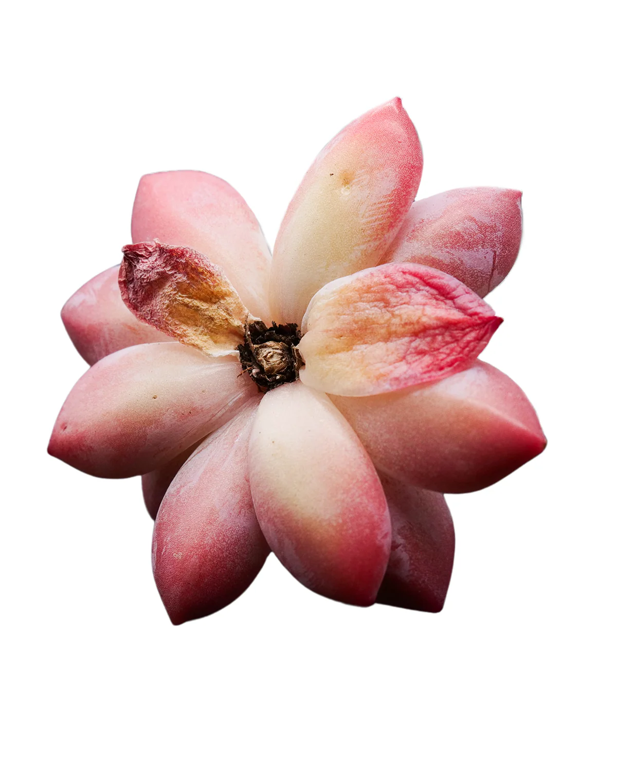 Echeveria Alba beauty - Image 5