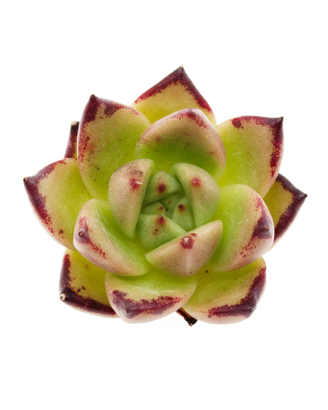 Echeveria Amber