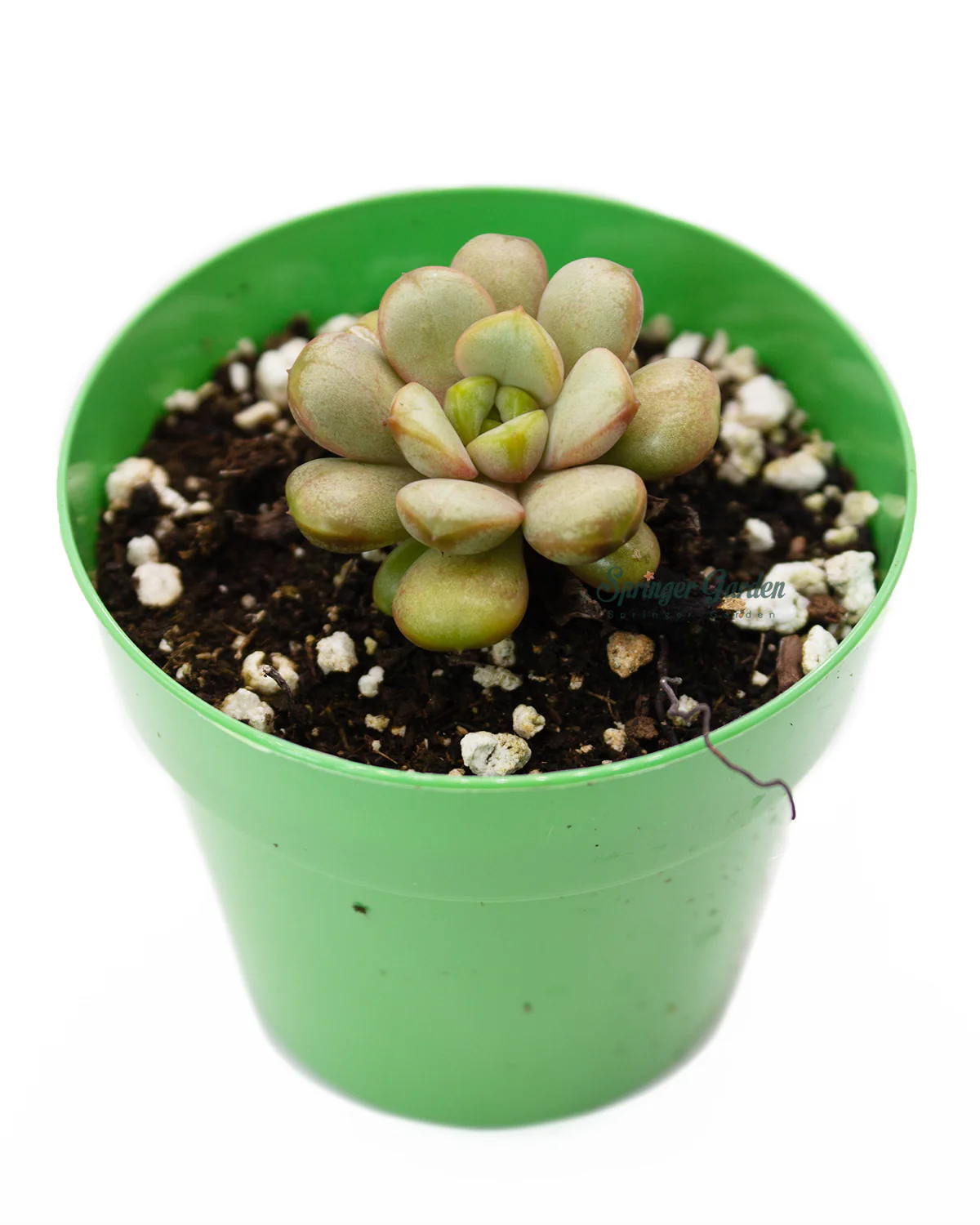 Echeveria Amerum