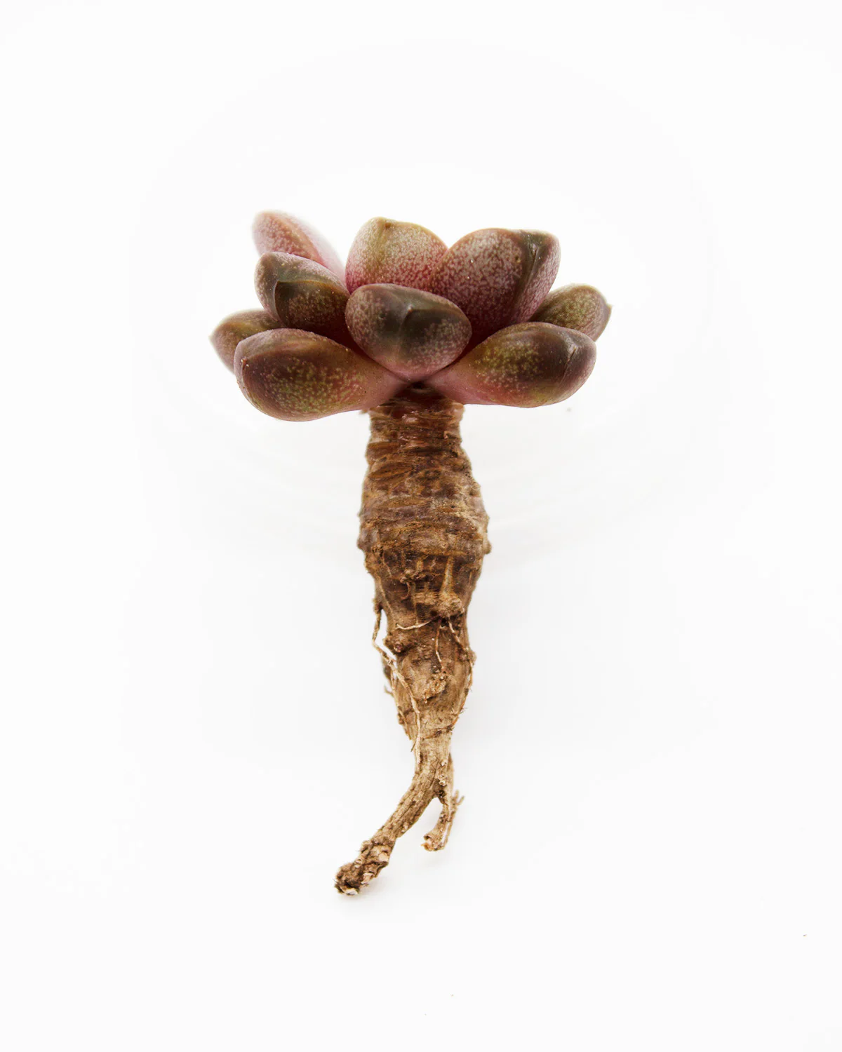 Echeveria Ametum - Image 2