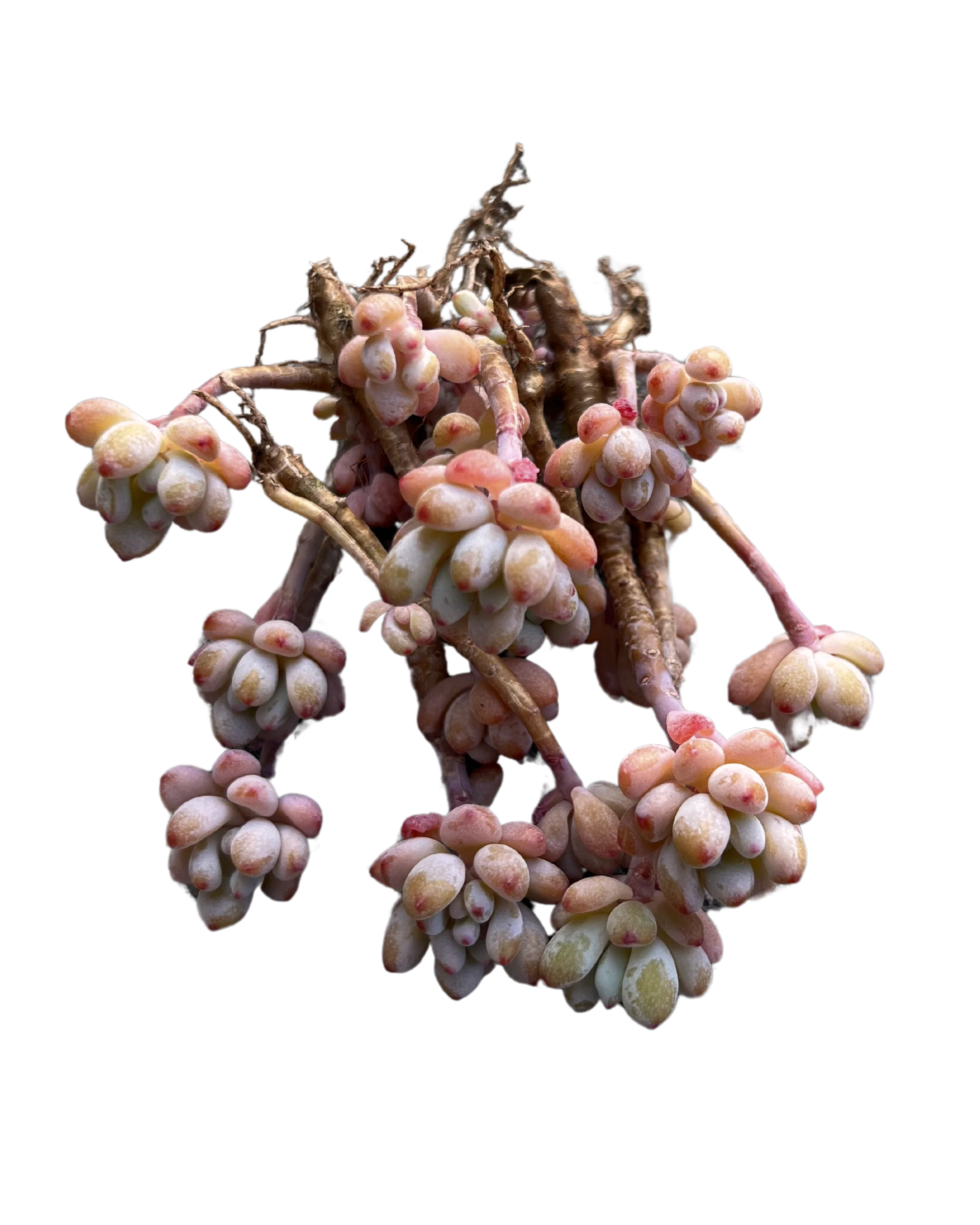 Echeveria Amoena Microcalyx - Image 3