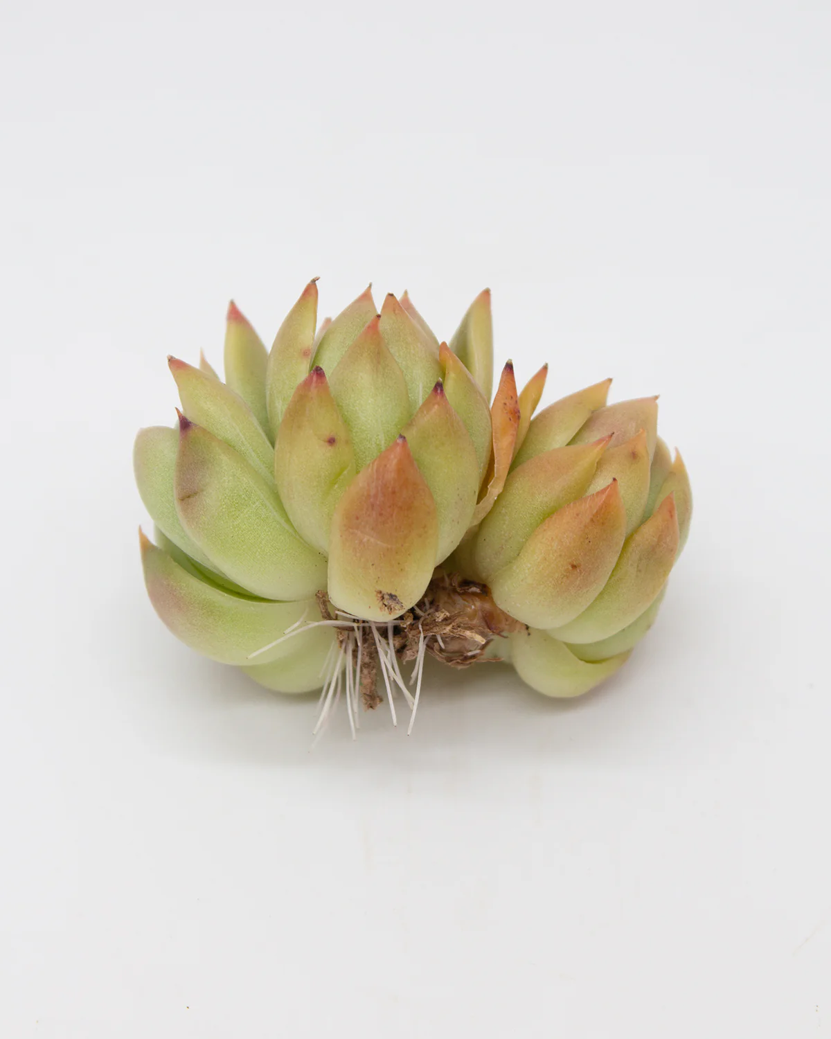Echeveria Angela - Image 2