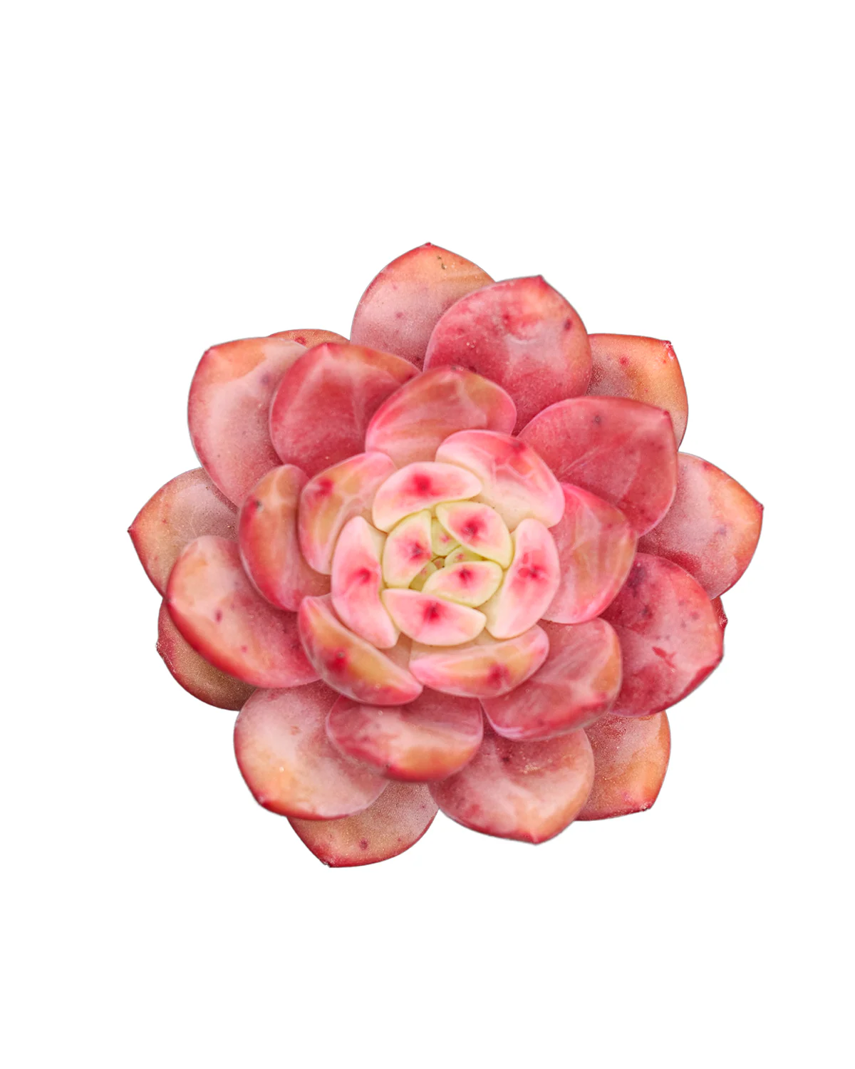 Echeveria Ariel - Image 4