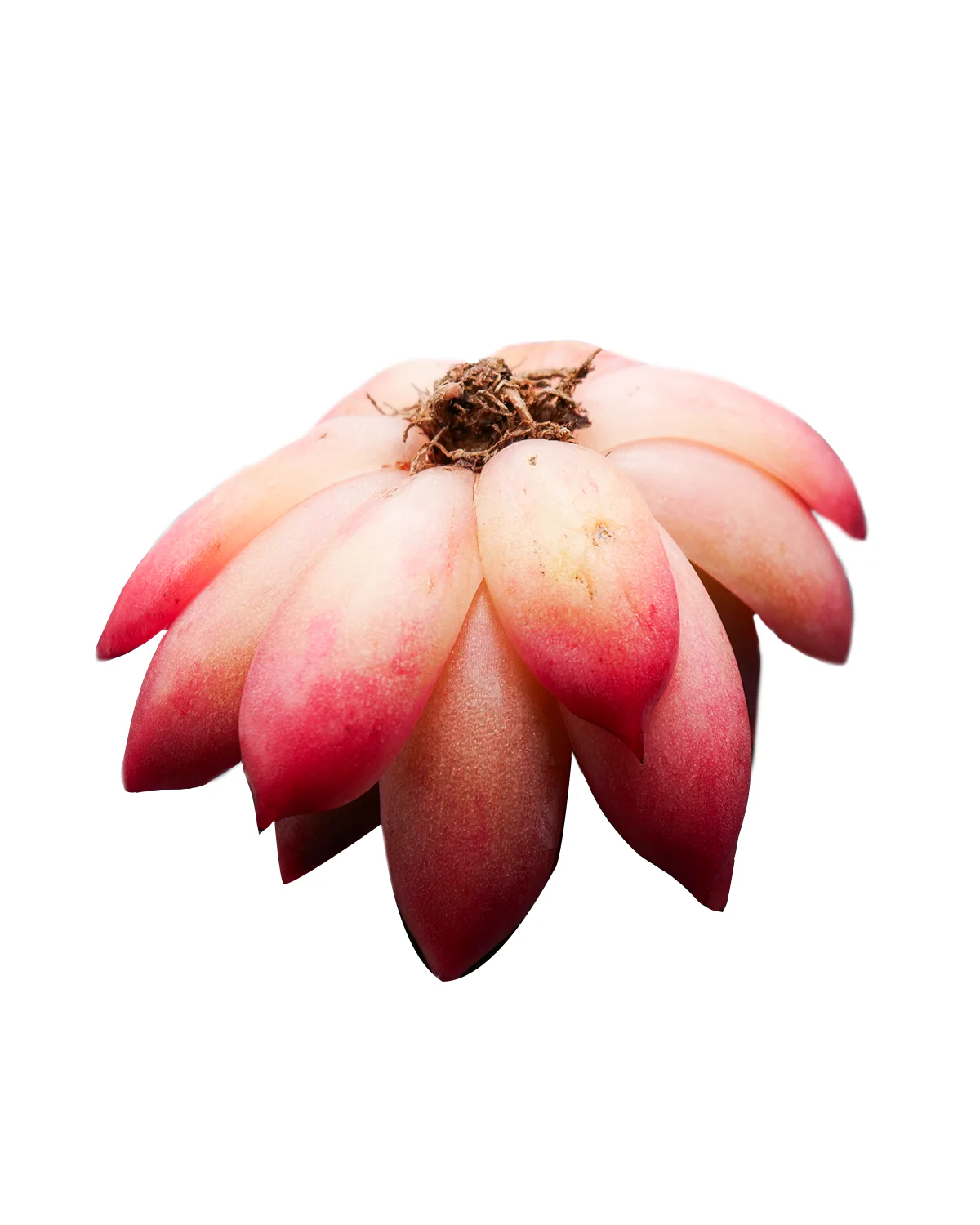 Echeveria Ariel - Image 8