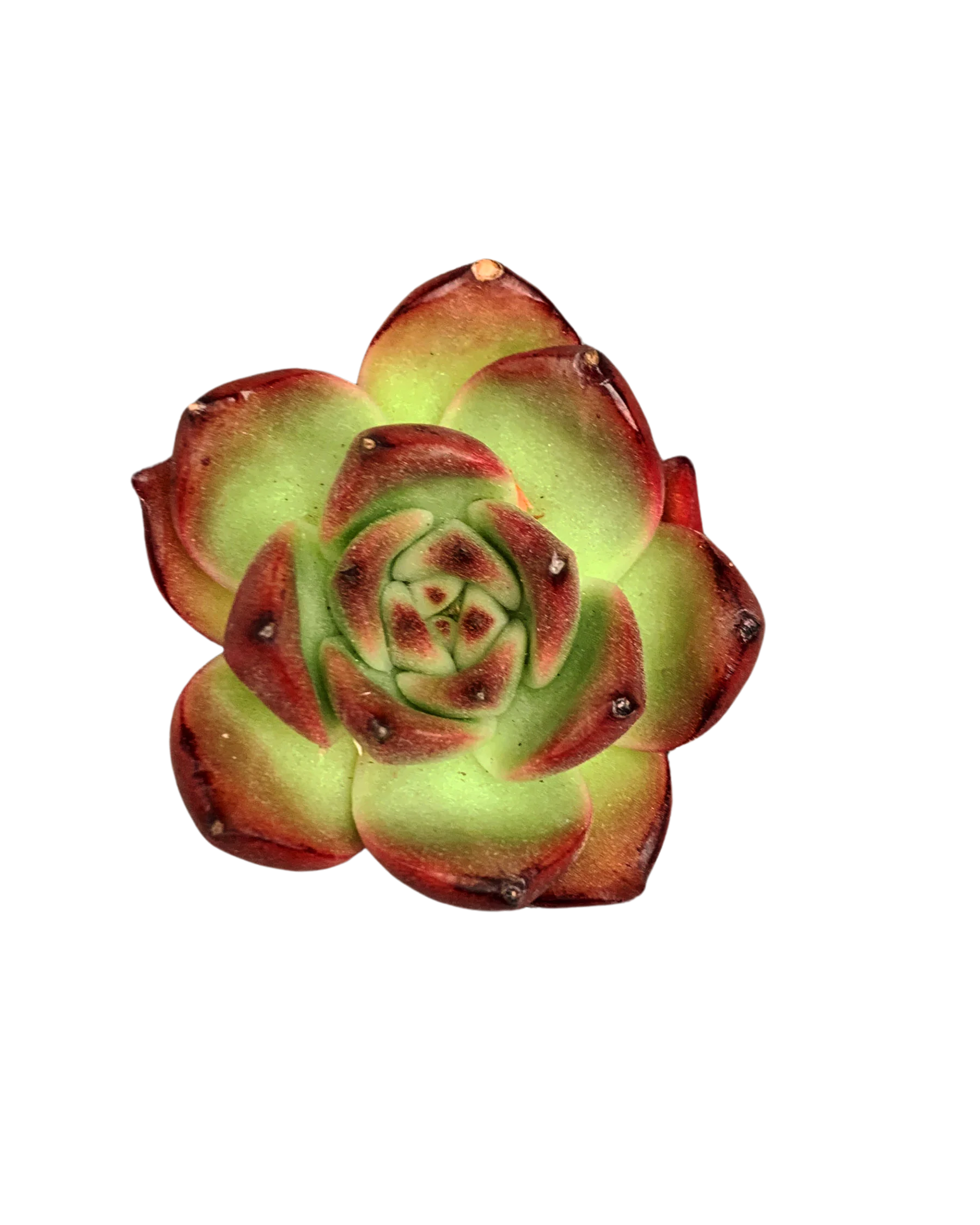 Echeveria Armstrong
