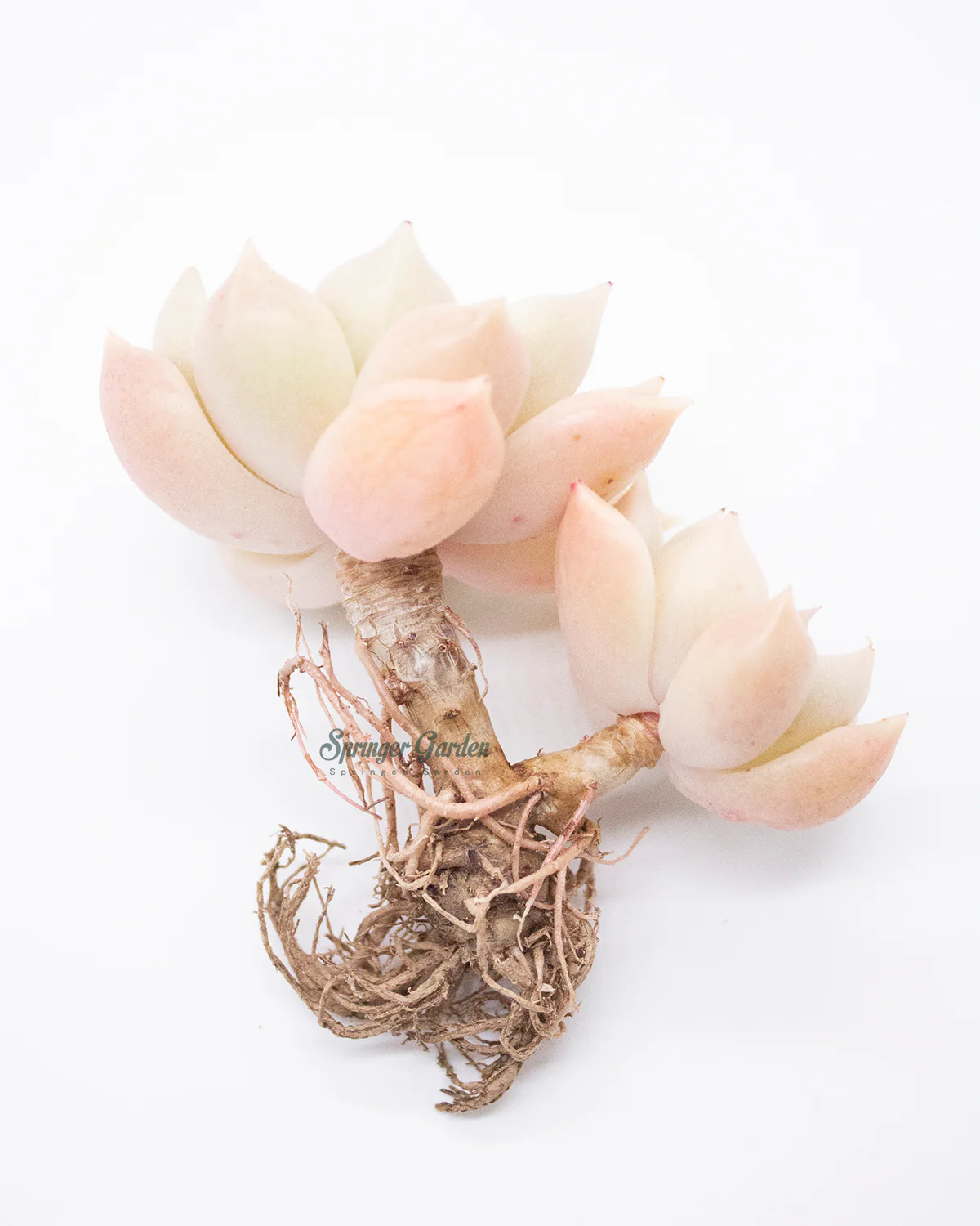 Echeveria Arje - Image 4