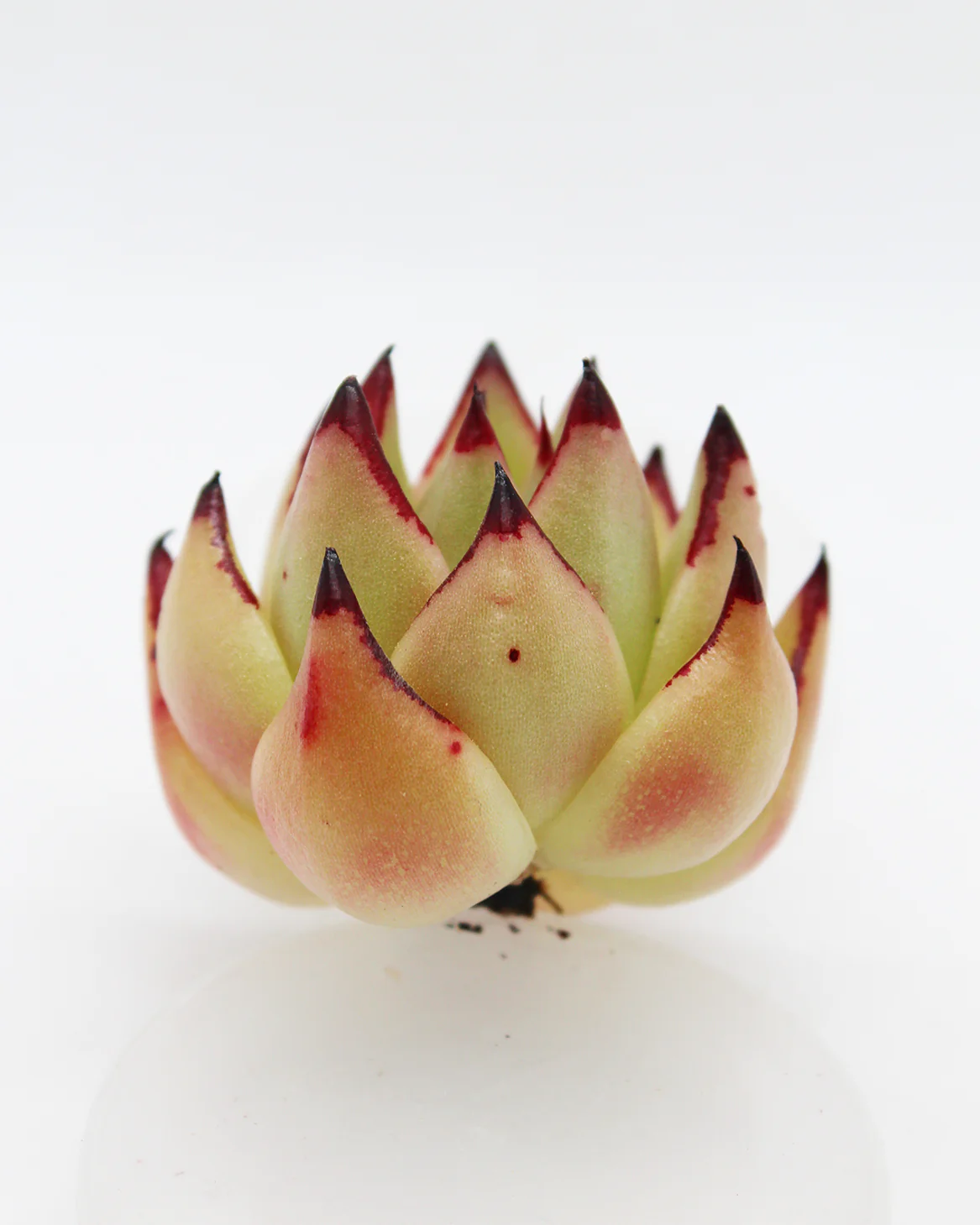 Echeveria Atlantic Variegated - Image 2