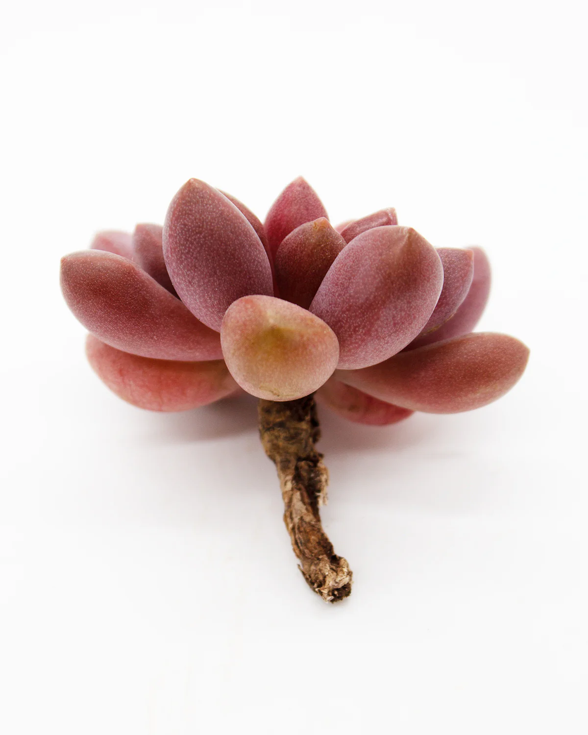 Echeveria Avant-Garde - Image 4